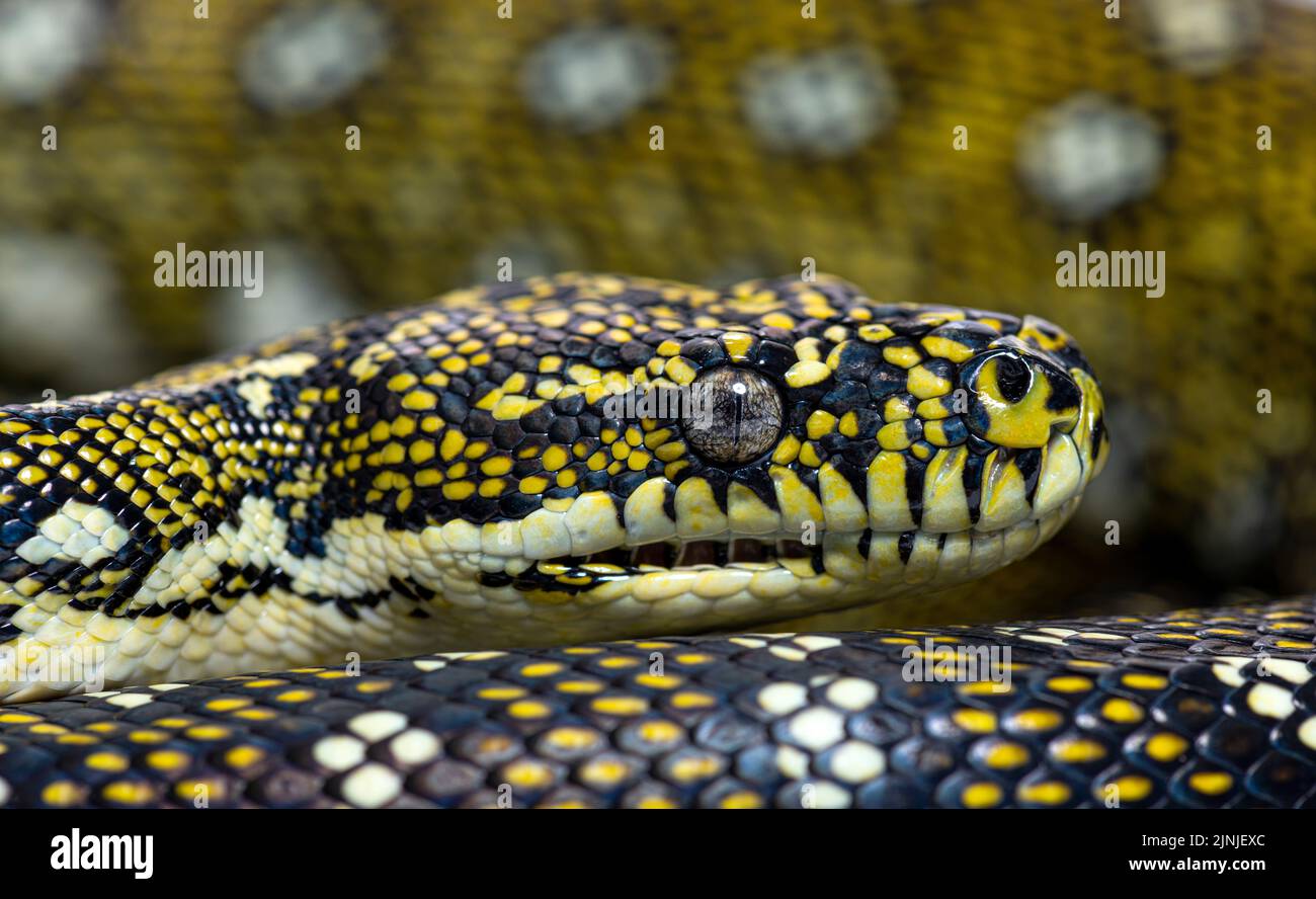 Colpo di testa di un pitone Diamond, Morelia spilota spilota Foto Stock