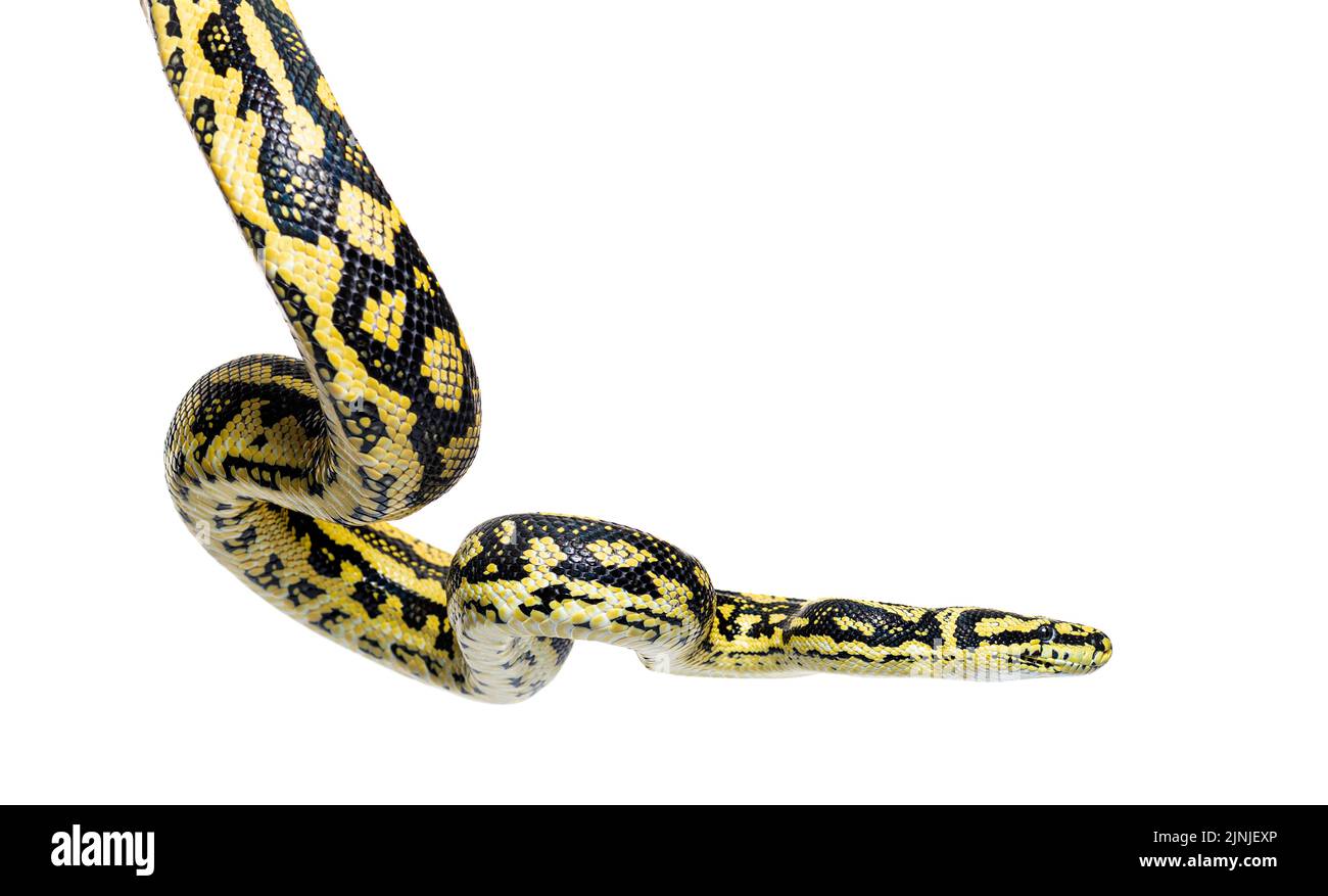 Serpente sospeso in aria, Jungle tappeto pitone, Morelia spilota cheynei, isolato su wite Foto Stock