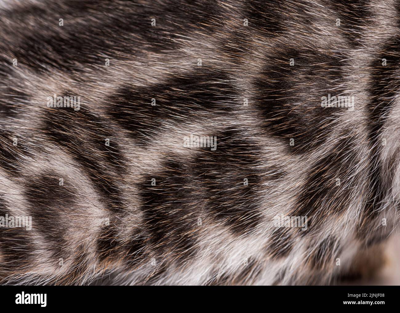 Primo piano sulla pelliccia di gattino bengala Foto Stock