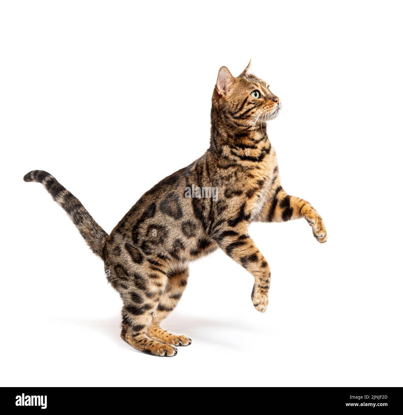 Vista laterale di un gatto bengala che salta, isolato su bianco Foto Stock