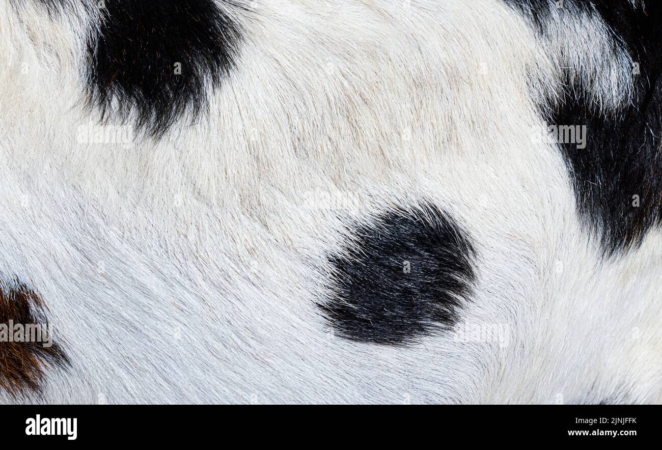 Dettaglio, macro, di una pelliccia di capra anglo-nubiana Foto Stock
