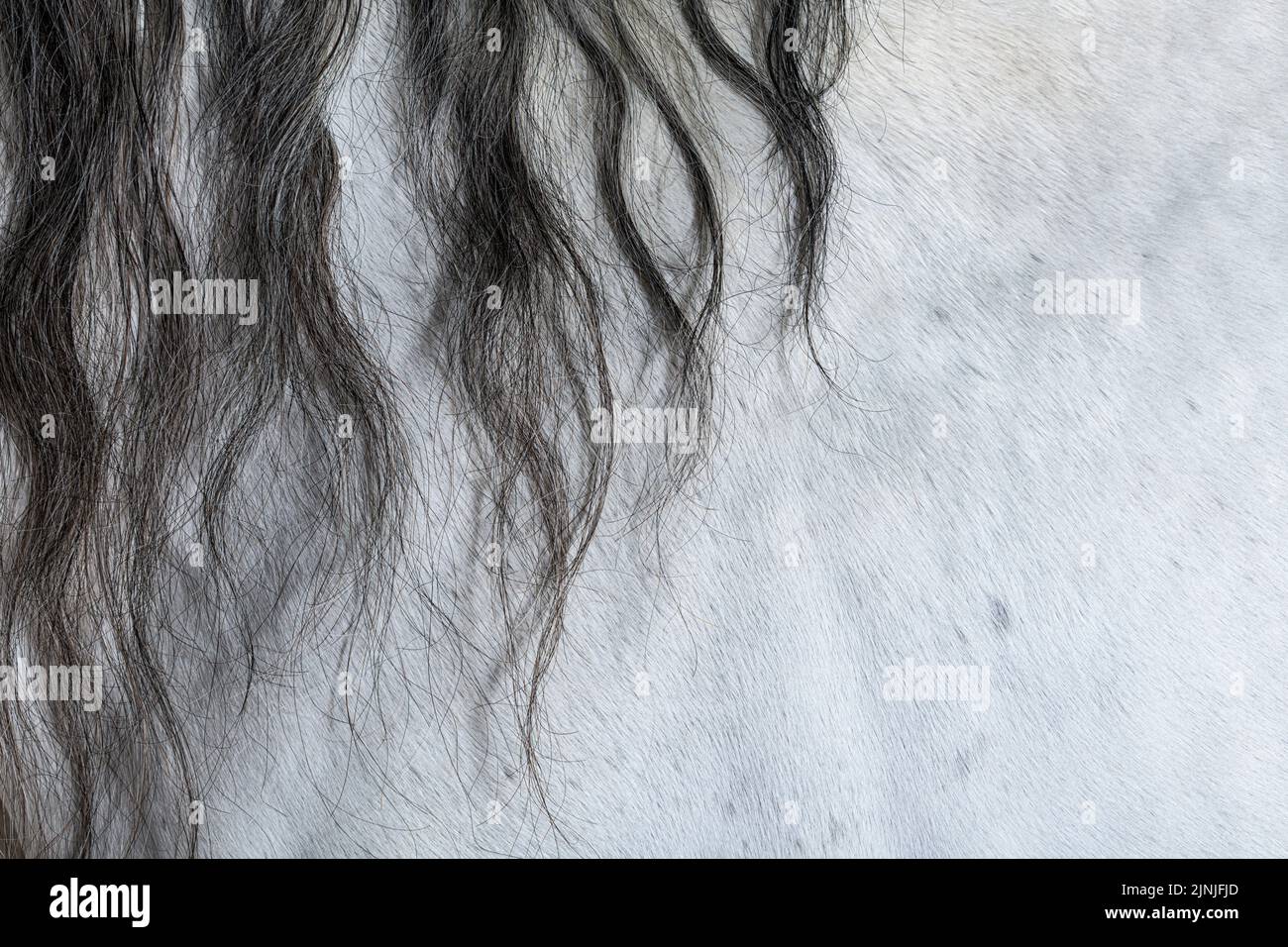 Primo piano su un cappotto e una criniera lusitano Foto Stock