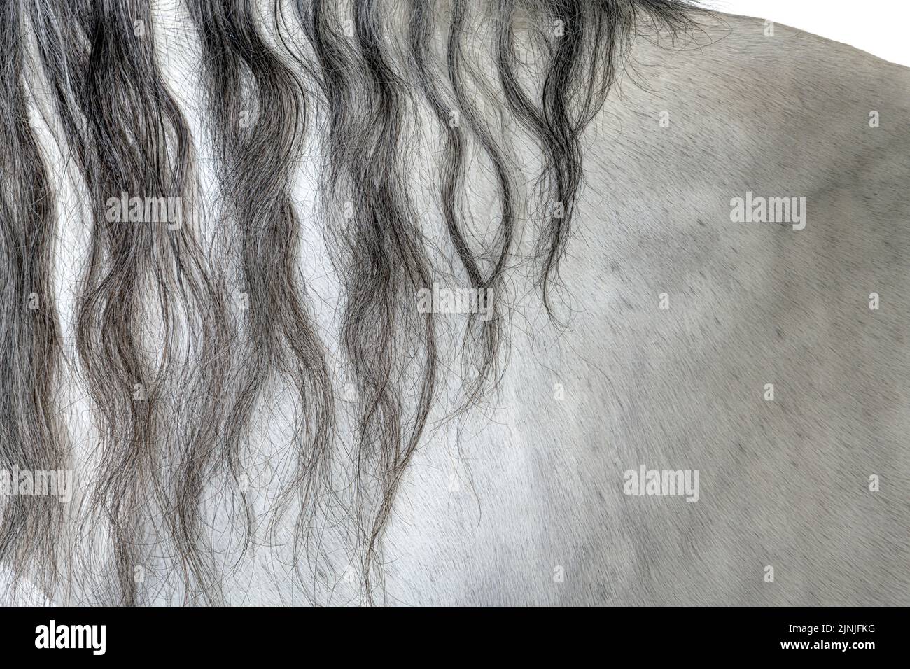Primo piano su un cappotto e una criniera lusitano Foto Stock
