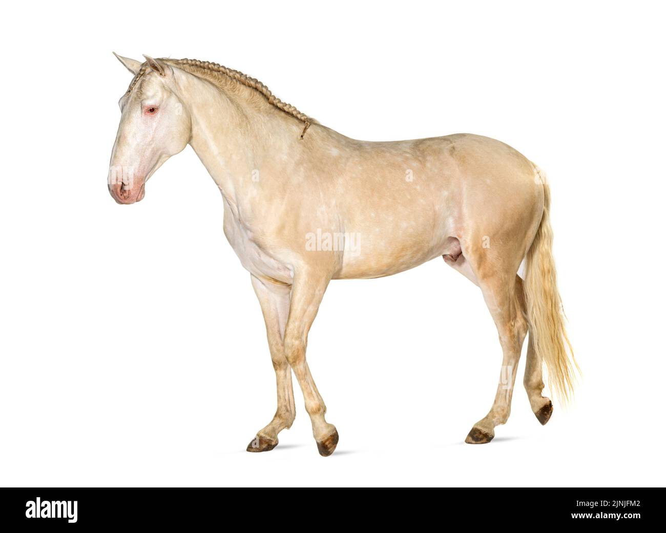 Cavallo Lusitano a piedi di fronte, vista laterale, isolato su bianco Foto Stock