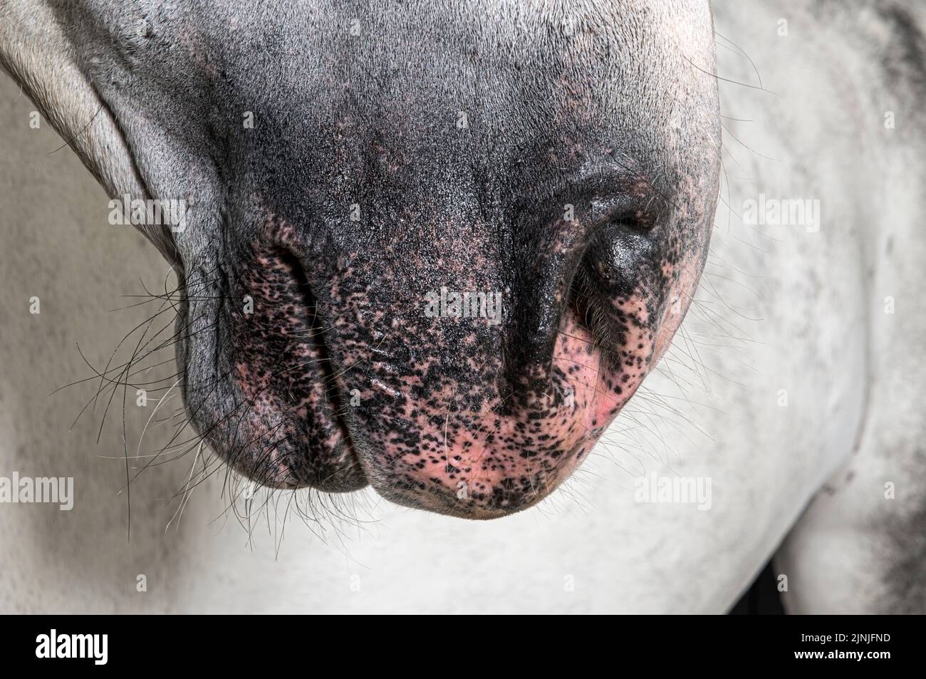 Primo piano sul naso e sulle narici di un cavallo lusitano Foto Stock