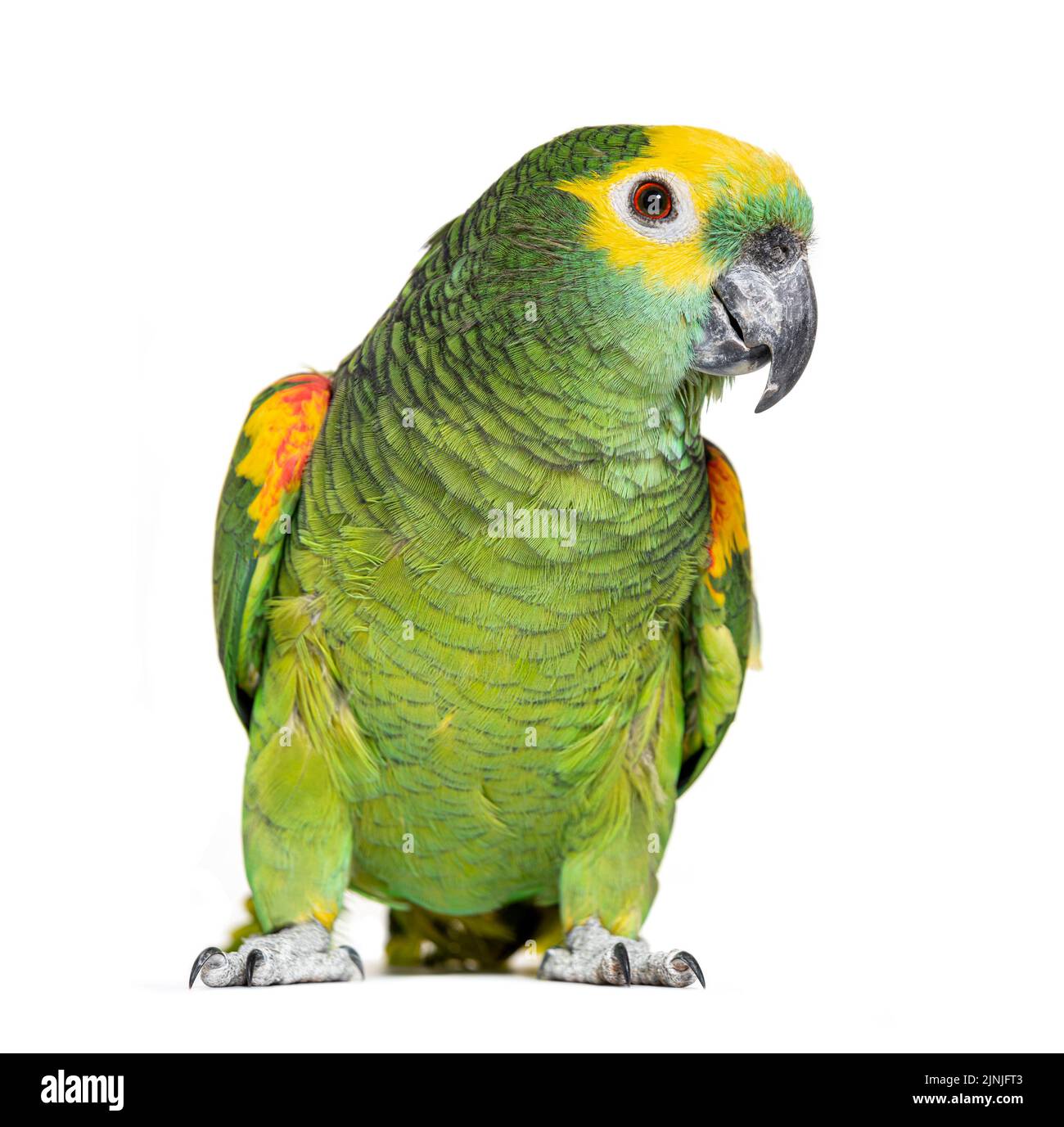 Pappagallo dalla facciata blu, Amazona aestiva, isolato su bianco Foto Stock