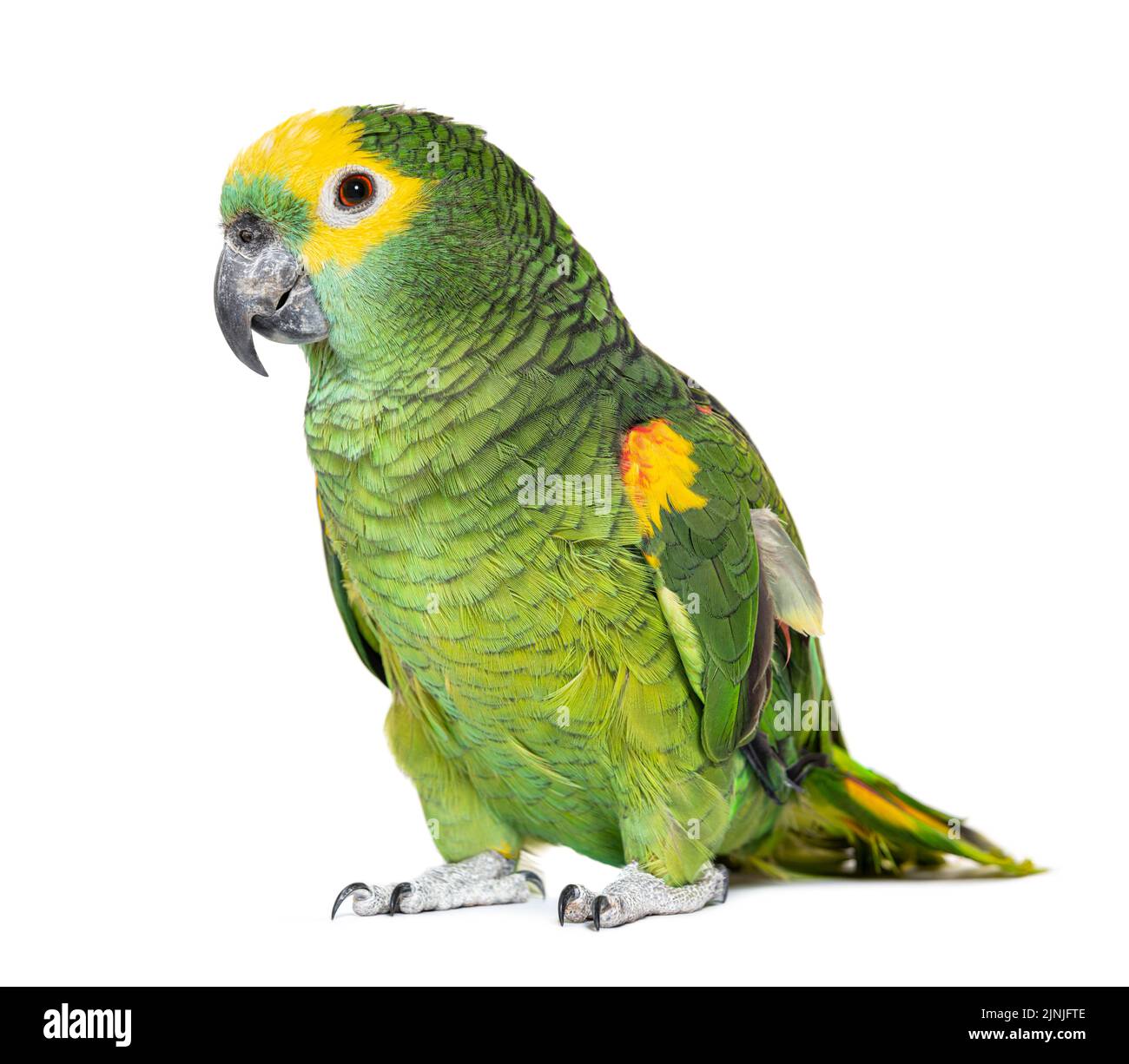 Pappagallo dalla facciata blu, Amazona aestiva, isolato su bianco Foto Stock