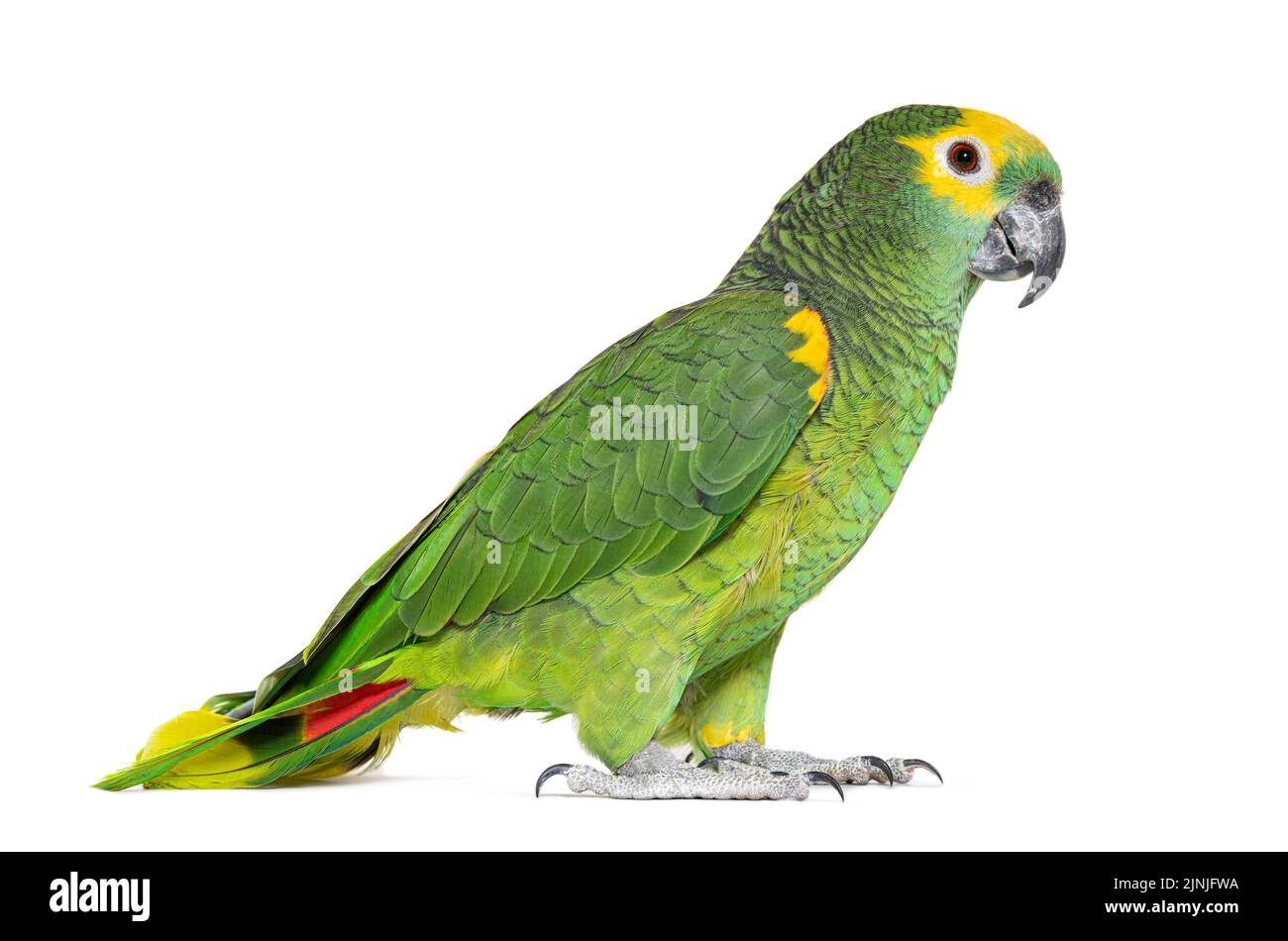 Pappagallo dalla facciata blu, Amazona aestiva, isolato su bianco Foto Stock