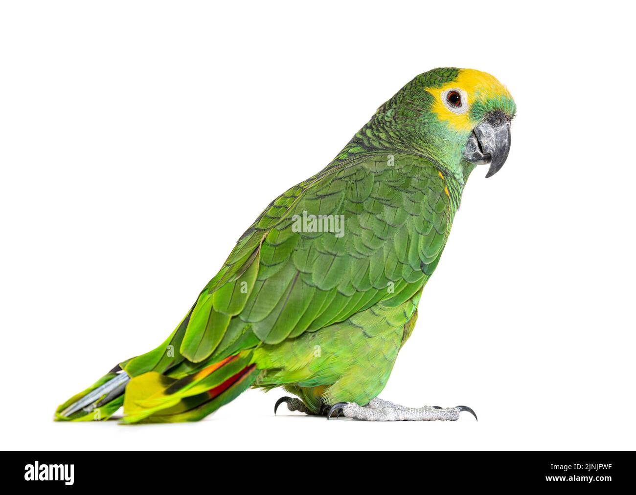 Pappagallo dalla facciata blu, Amazona aestiva, isolato su bianco Foto Stock