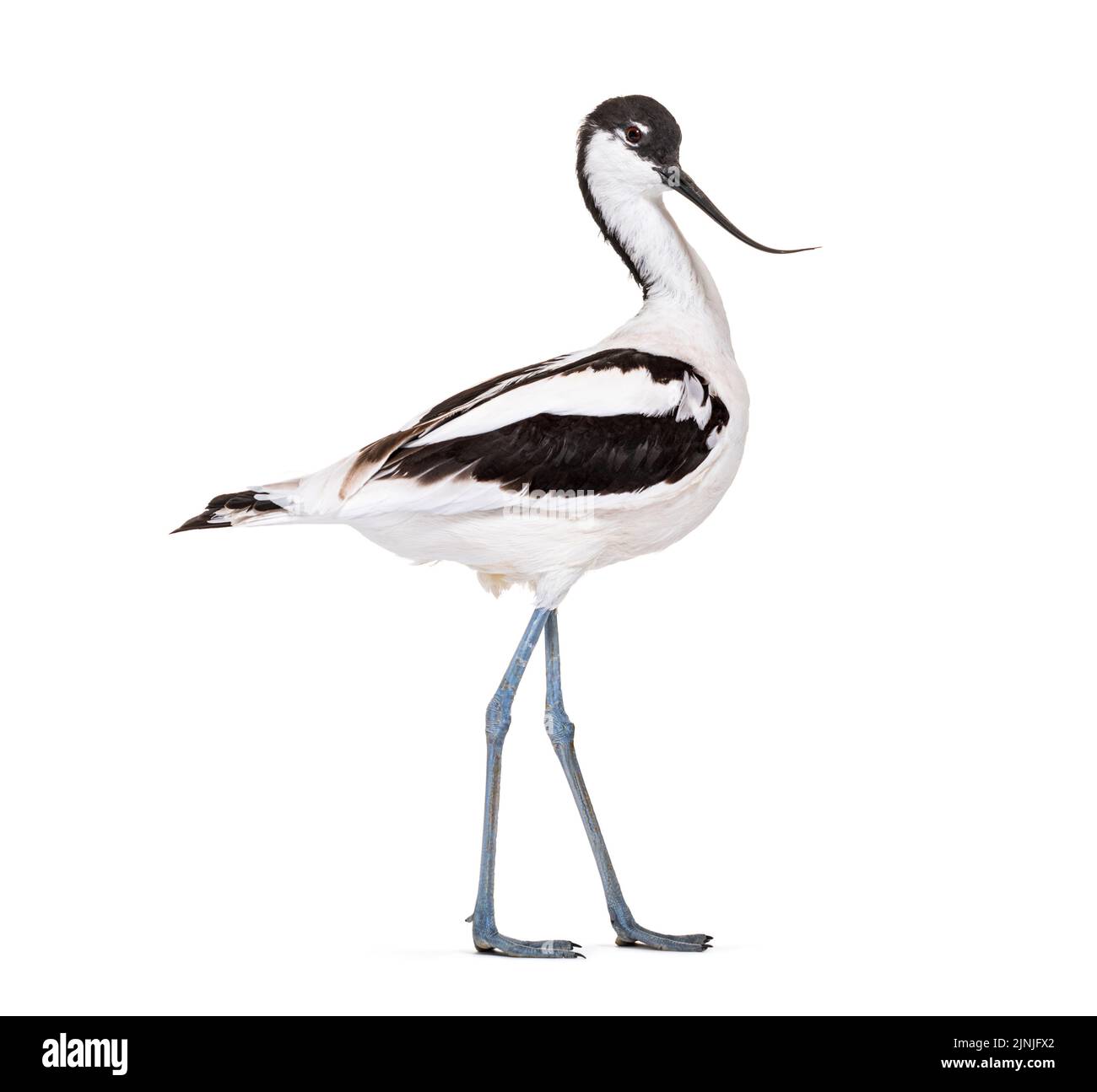 Avocet pied, Recurvirostra avosetta, wader bianco e nero, famiglia stilt, isolato su bianco Foto Stock