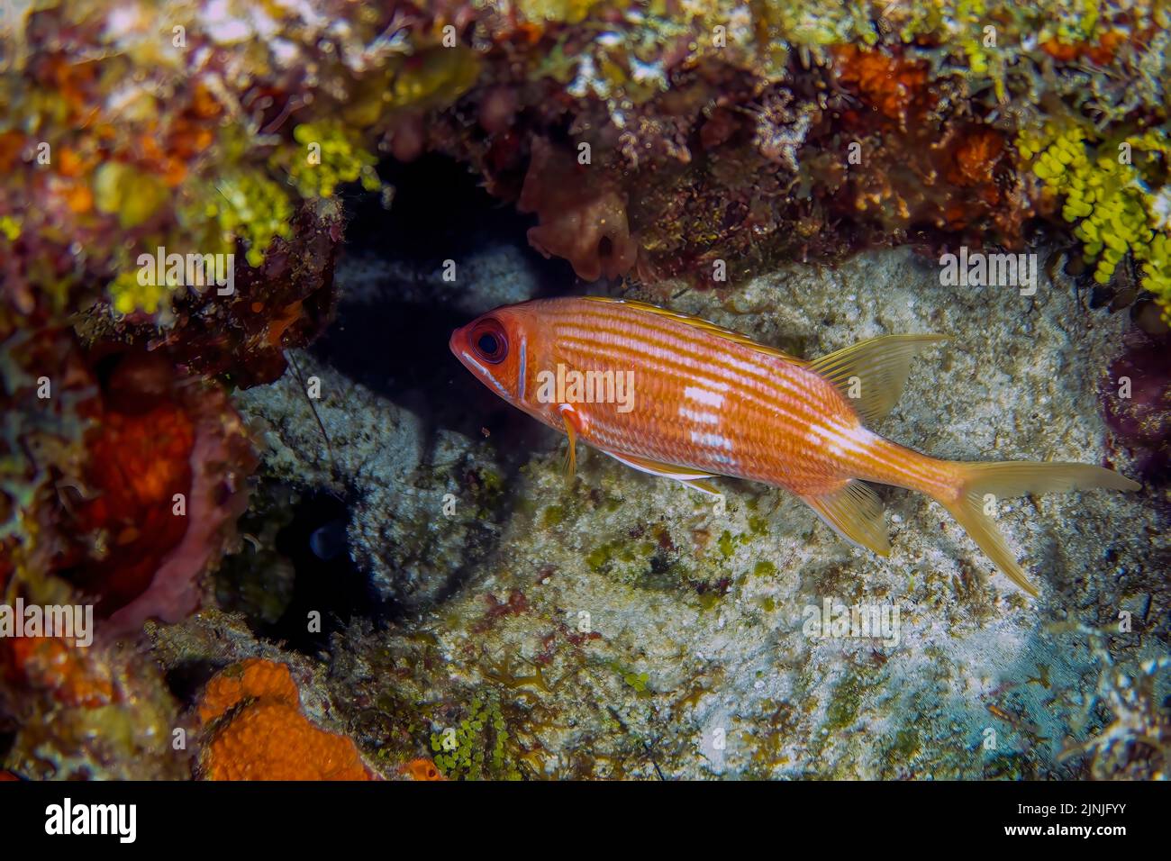 Un pesce squirrela lungo (Olocentrus rufus) a Cozumel, Messico Foto Stock