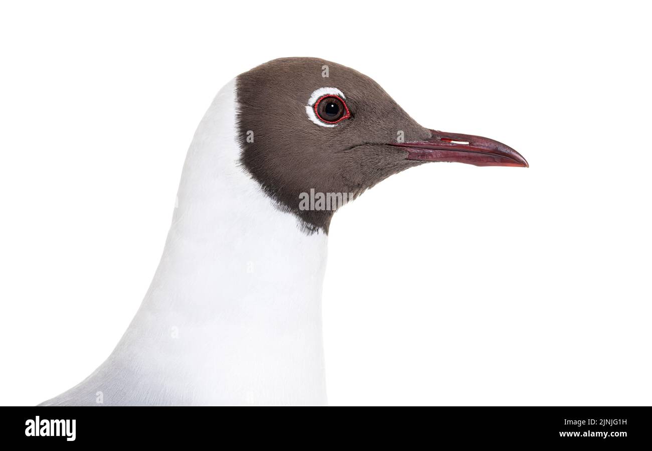 Primo piano su un piumaggio estivo adulto, testa di gabbiano testa nera, Chromicocephalus ridibundus, isolato su bianco Foto Stock