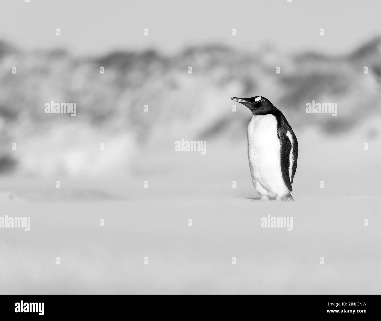 Gentoo Penguin (Pygoscelis papua) è una specie di pinguino del genere Pygoscelis catturato nelle isole Falkland Foto Stock