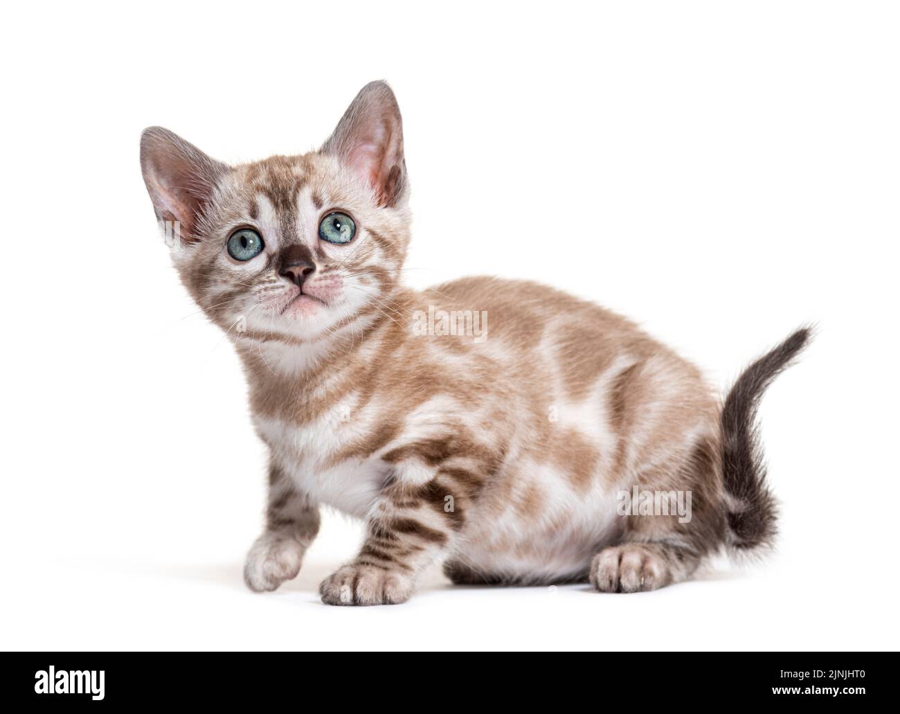 Gattino bengala, isolato su bianco Foto Stock