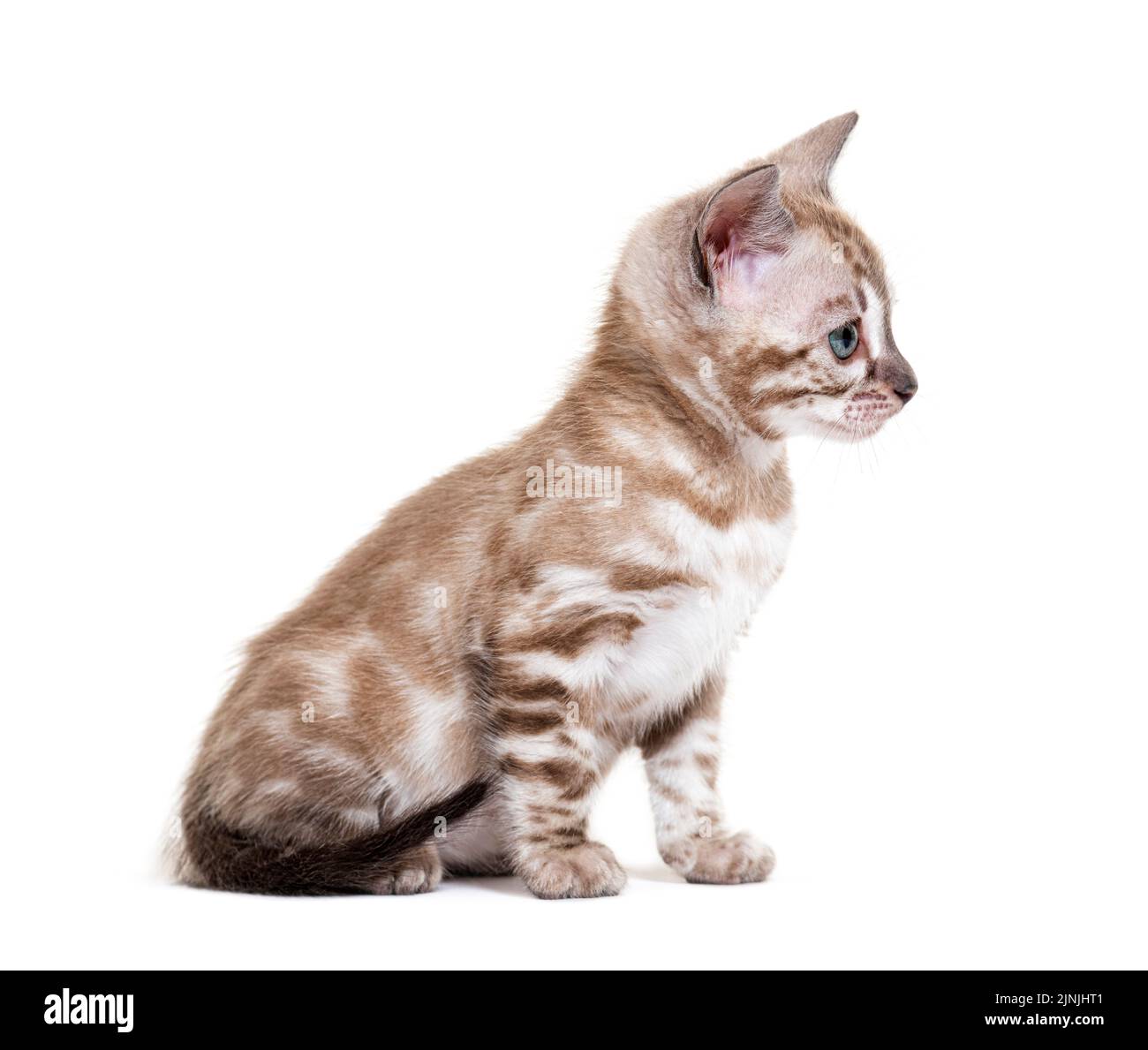 Gattino bengala, isolato su bianco Foto Stock