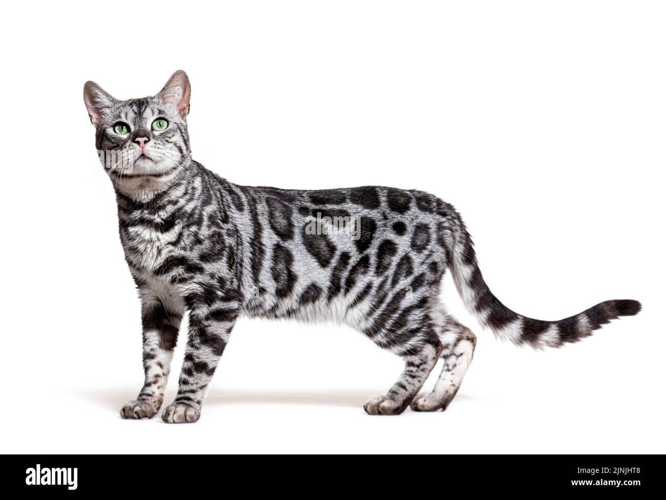Vista laterale di un gatto bengala d'argento, in piedi e guardando in alto, di fronte a uno sfondo bianco Foto Stock