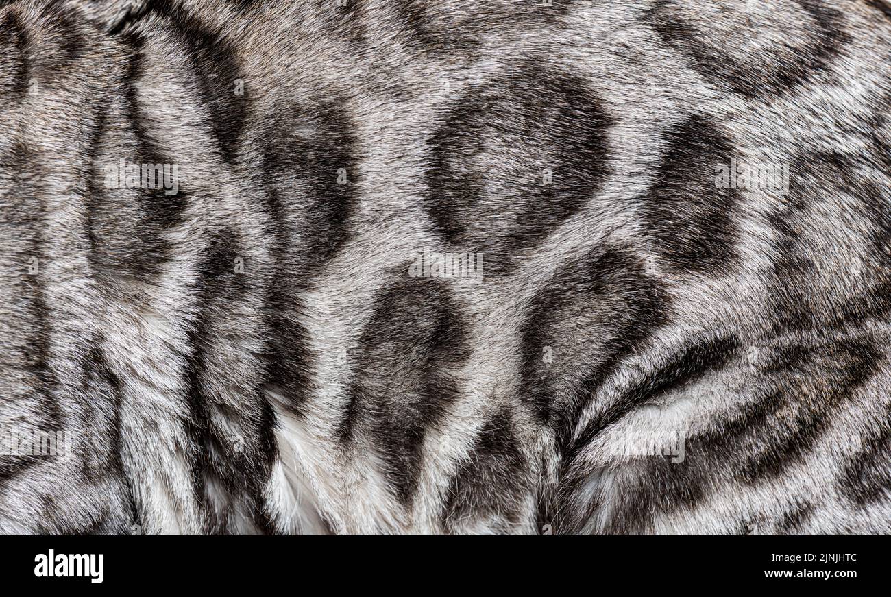Macro primo piano di pelliccia di gatto bengala in argento Foto Stock