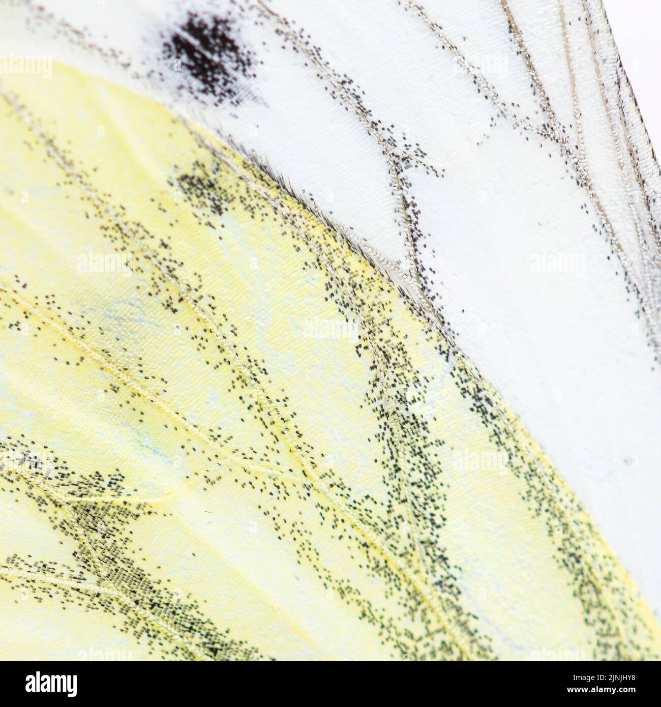 Macro su un'ala farfalla di cavolo, Pieris brassicae Foto Stock