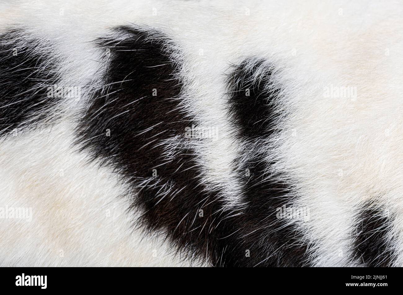 Macro primo piano di pelliccia di coniglio gigante macchiata in bianco e nero Foto Stock