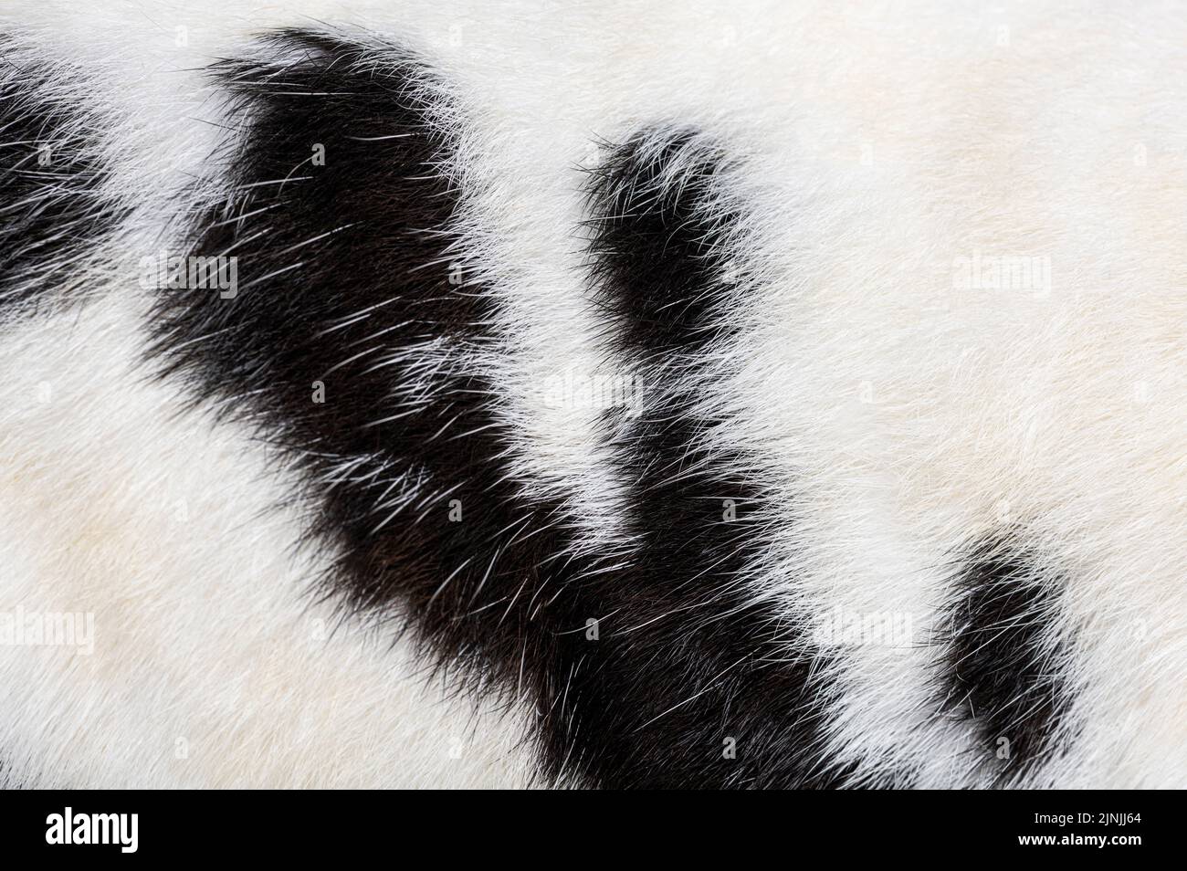 Macro primo piano di pelliccia di coniglio gigante macchiata in bianco e nero Foto Stock