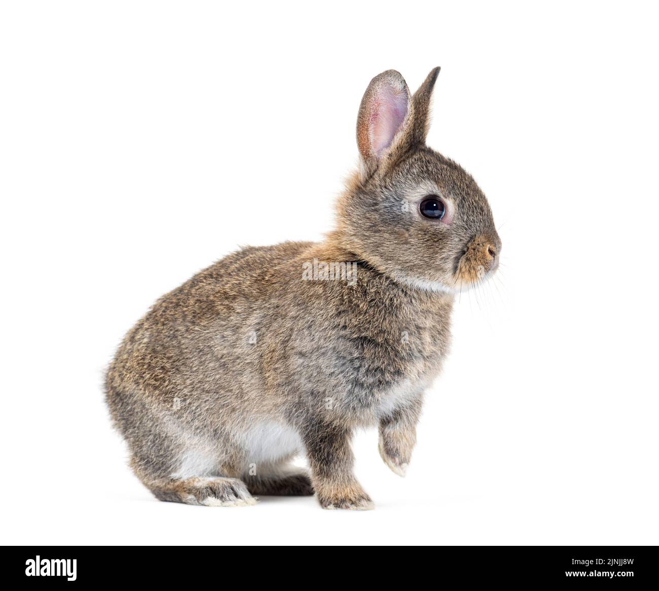 Vista laterale di un giovane coniglio europeo, Oryctolagus cuniculus Foto Stock