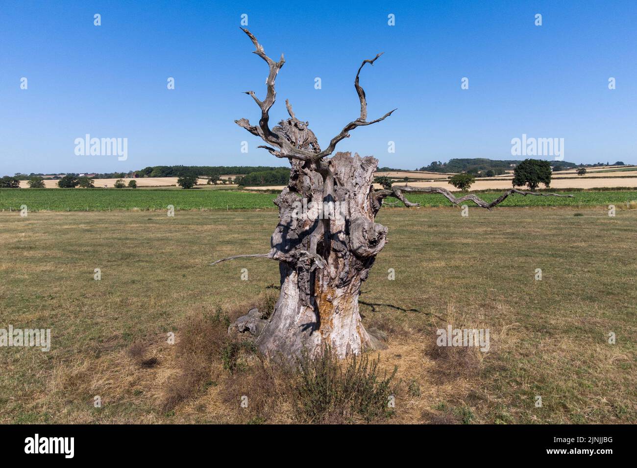 Forthampton, Gloucestershire Agosto 12th 2022 - antichi alberi di quercia nella tenuta di Forthampton nel Gloucestershire vicino a Tewkesbury. Gli alberi risalgono all'epoca dei Tudor di Enrico VIII Gli alberi fragili ancora fioriscono a causa del fungo che cresce sotto il tronco. Alcuni degli alberi sono stati circondati da campi di granturco dolce, uno degli unici raccolti che ancora cresce nel calore che scriva. Credit: SCOTT CM/Alamy Live News Foto Stock