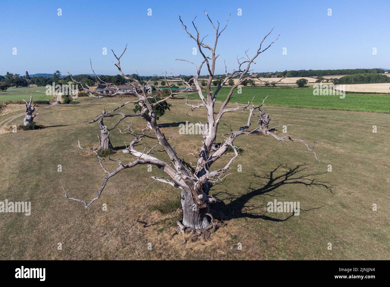 Forthampton, Gloucestershire Agosto 12th 2022 - antichi alberi di quercia nella tenuta di Forthampton nel Gloucestershire vicino a Tewkesbury. Gli alberi risalgono all'epoca dei Tudor di Enrico VIII Gli alberi fragili ancora fioriscono a causa del fungo che cresce sotto il tronco. Alcuni degli alberi sono stati circondati da campi di granturco dolce, uno degli unici raccolti che ancora cresce nel calore che scriva. Credit: SCOTT CM/Alamy Live News Foto Stock