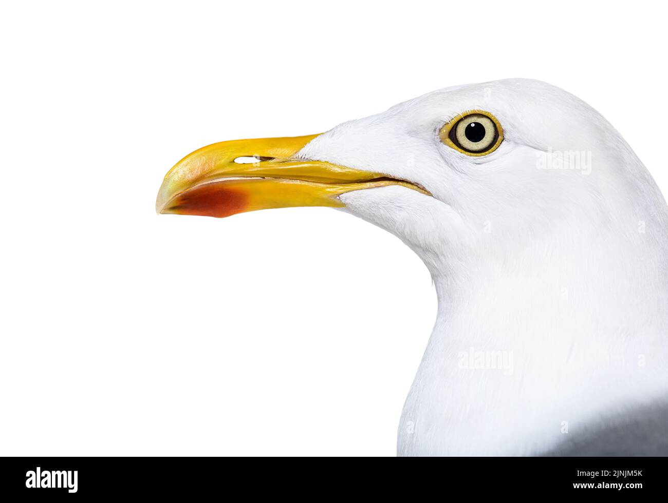 Primo piano sulla testa di gabbiano di aringa europea, Larus argentatus, Foto Stock