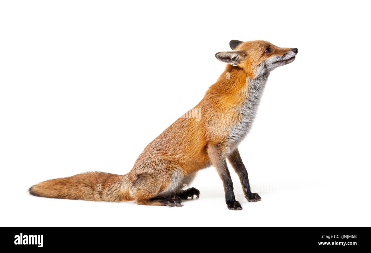 Vista laterale di una volpe rossa che guarda in alto, due anni, isolata su bianco Foto Stock