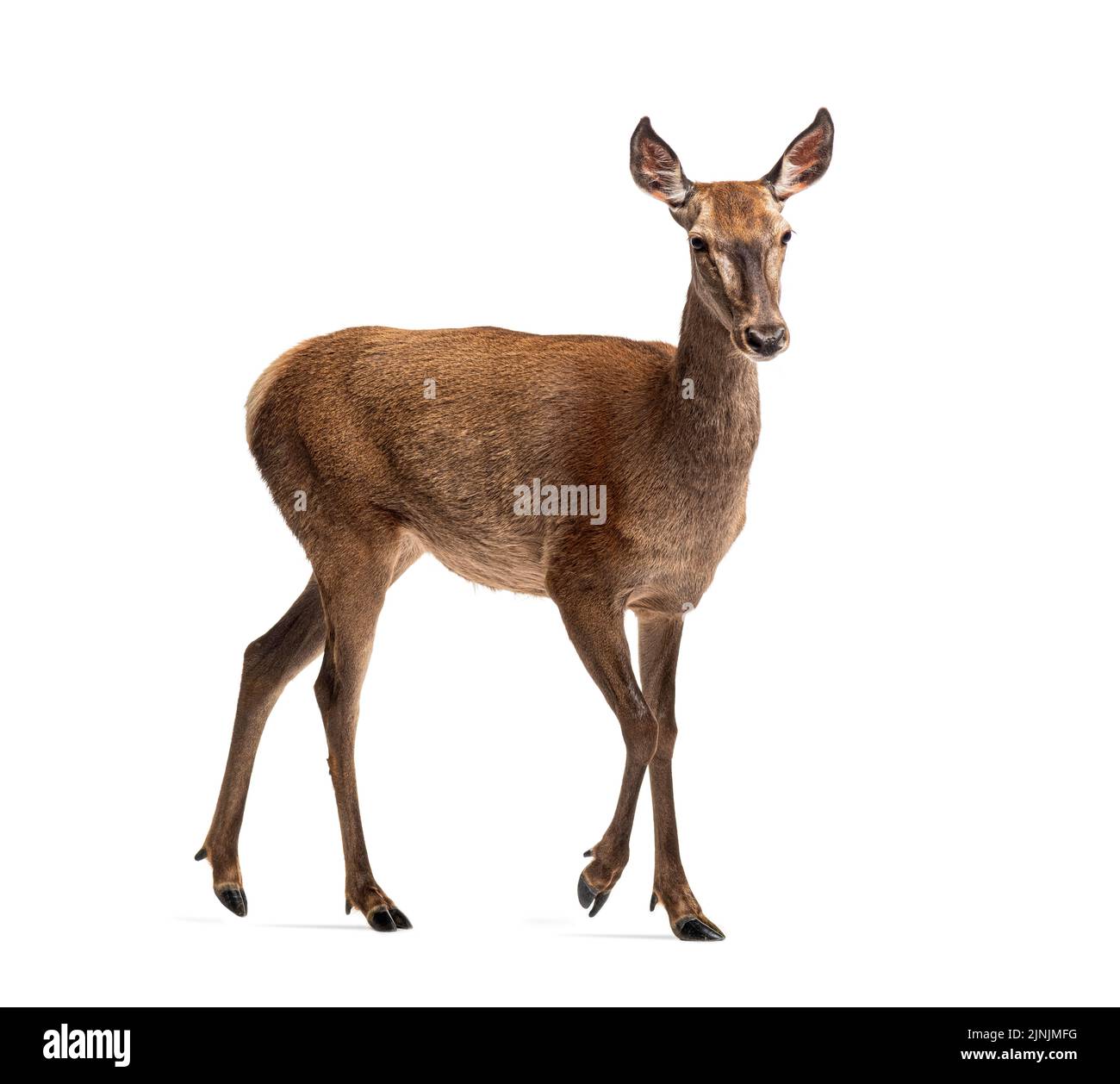 Doe Walking, femmina cervo rosso isolato su bianco Foto Stock