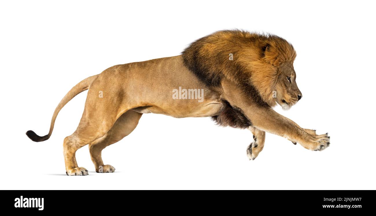 Leone adulto maschio, Panthera leo, saltellante, isolato su bianco Foto Stock