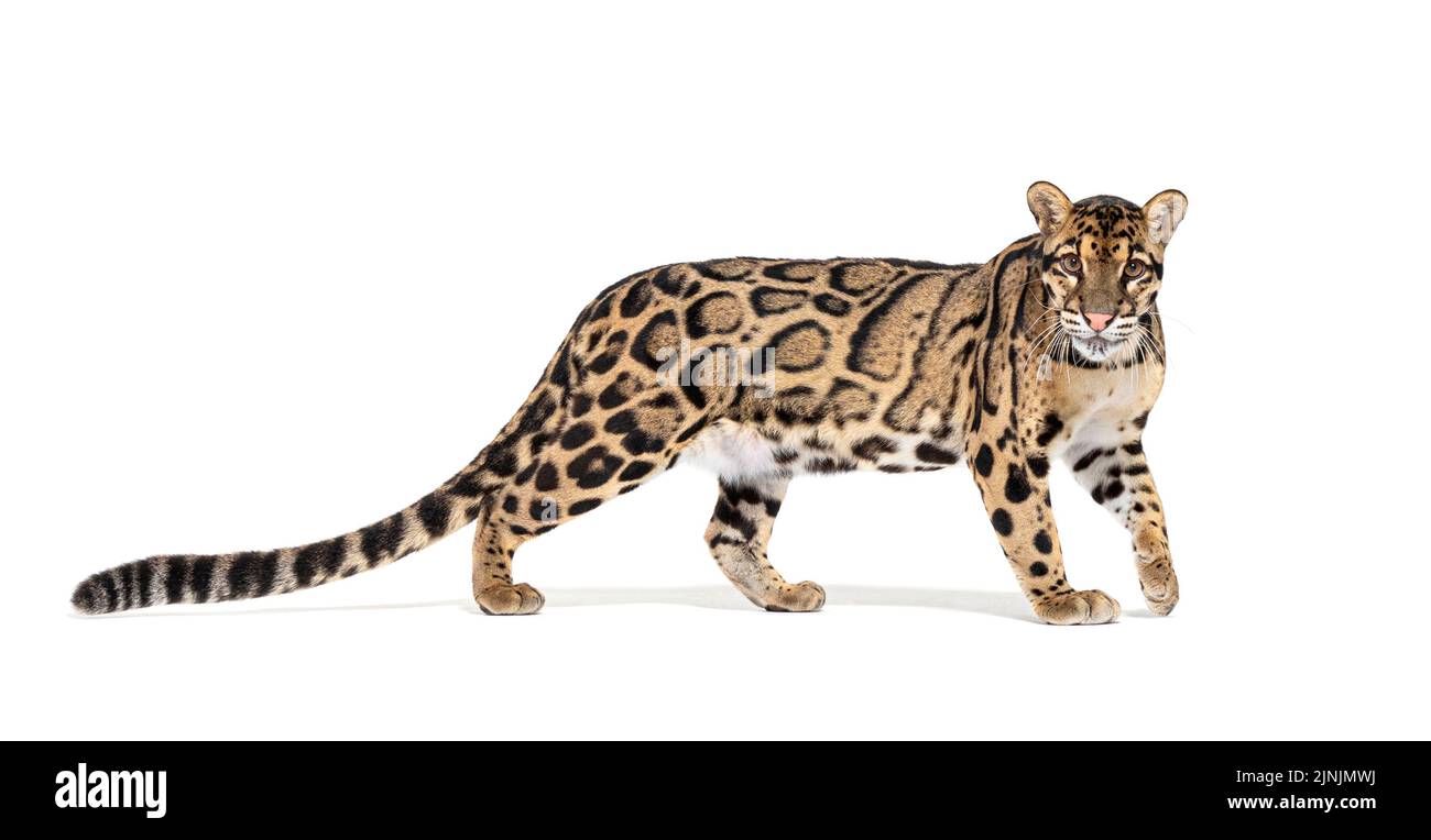 Profilo di un leopardo nuvoloso, Neofelis nebucosa, camminando e guardando la macchina fotografica, isolato su bianco Foto Stock