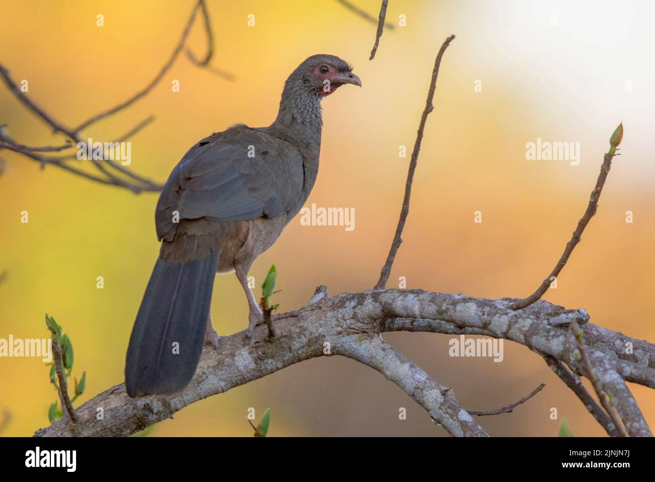 chaco chachalaca (Ortalis canicollis pantanalensis), che si appollaiava su un ramo, Brasile, Pantanal Foto Stock