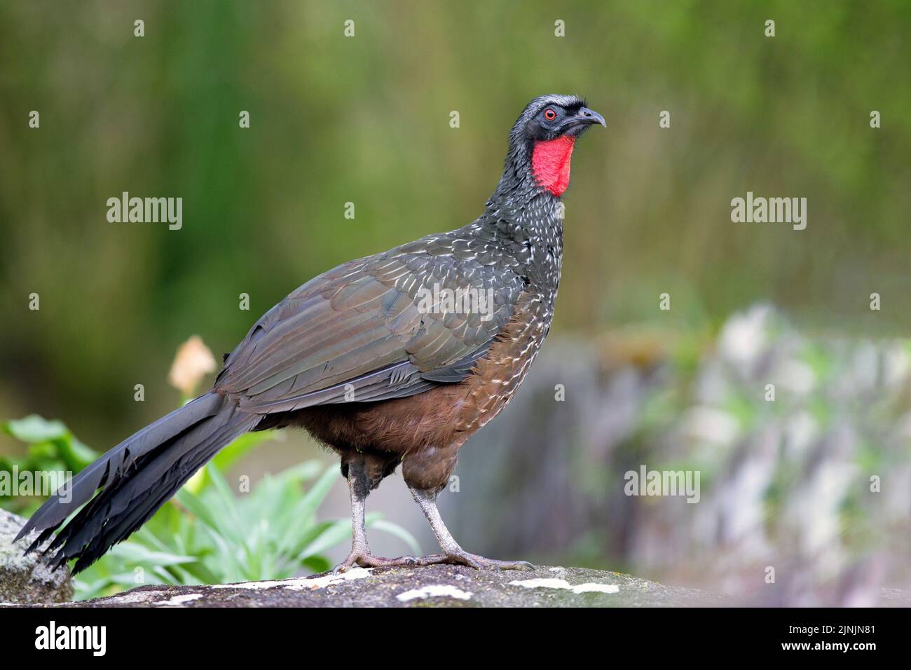 Guan a zampe nusky (Penelope obscura), si erge su una pietra, Brasile, Santuario do Caraca Foto Stock