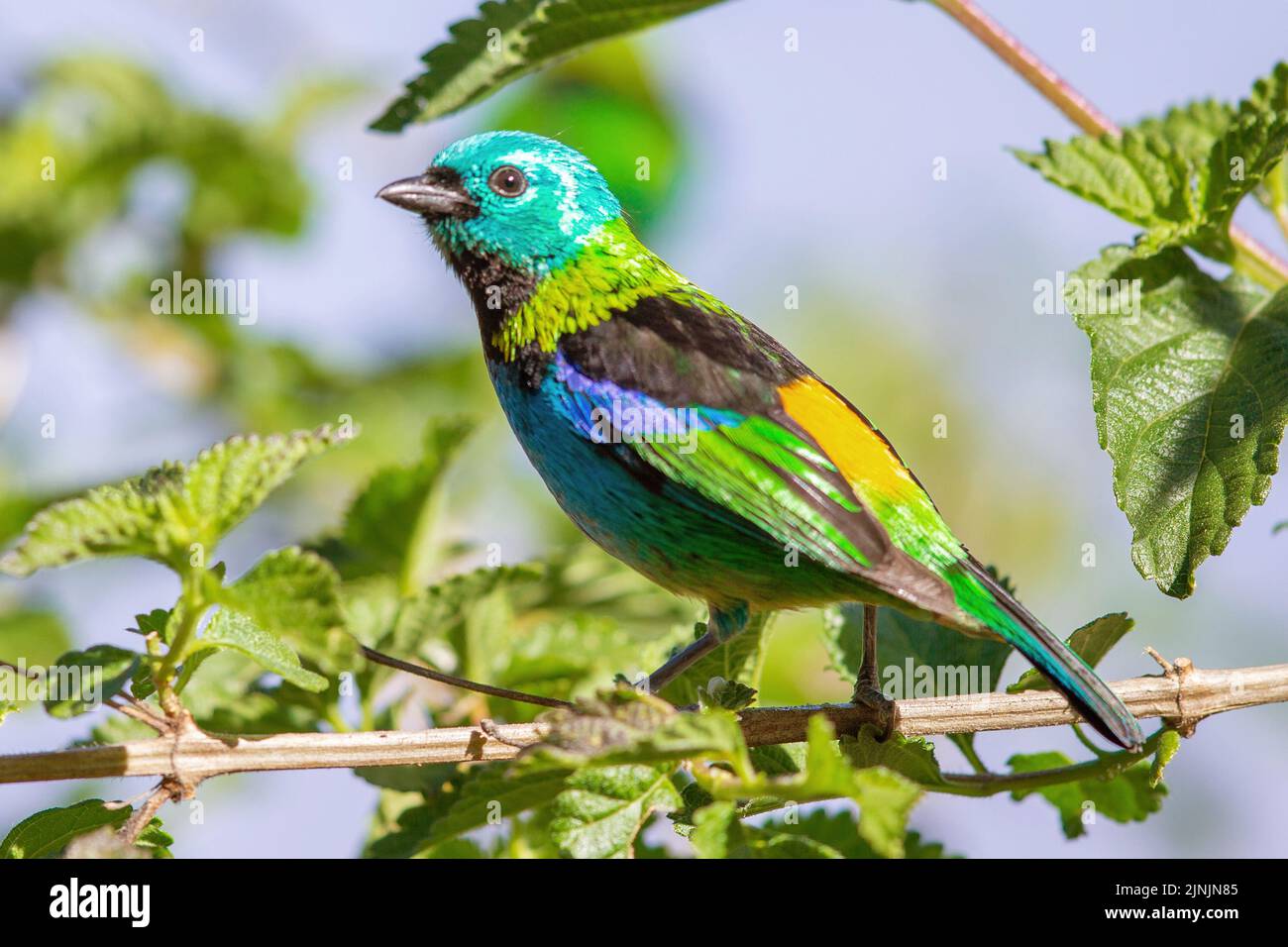 Tanager a testa verde (Tangara seledon), appollaiato su un ramoscello, Brasile, Mata Atlantica, Parco Nazionale di Itatiaia Foto Stock