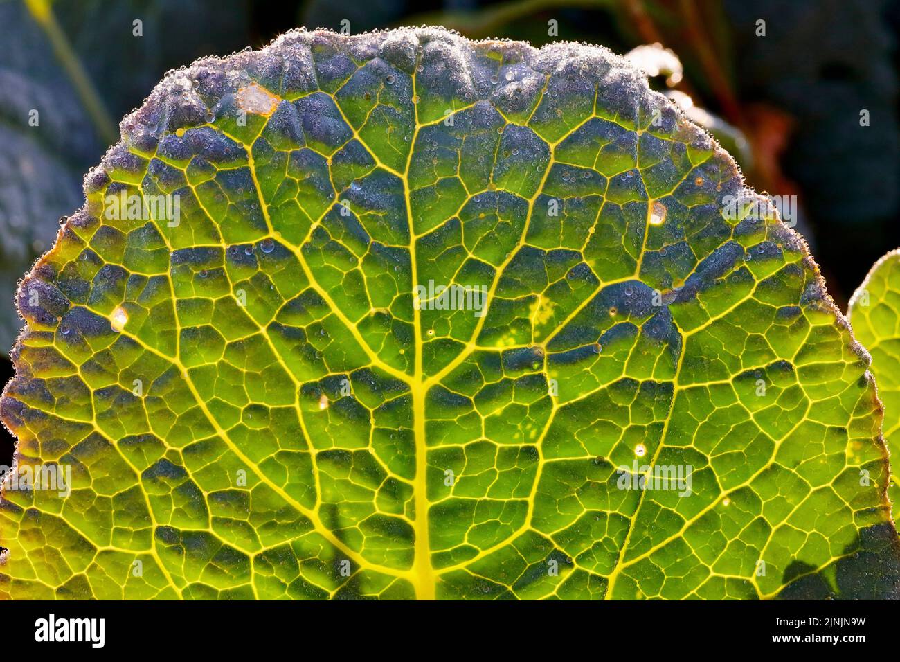 Cavolo sabaudo (Brassica oleracea convar. capitata var. sabauda), singola foglia in controluce Foto Stock