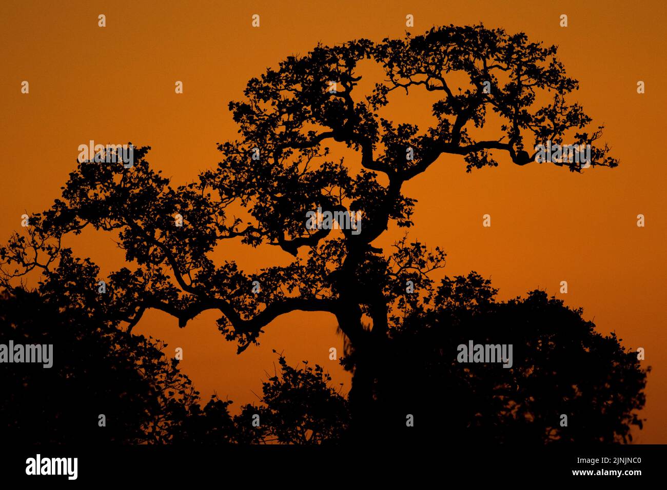 Silhouette di una corona d'albero nel bagliore serale, Brasile, Pantanal Foto Stock