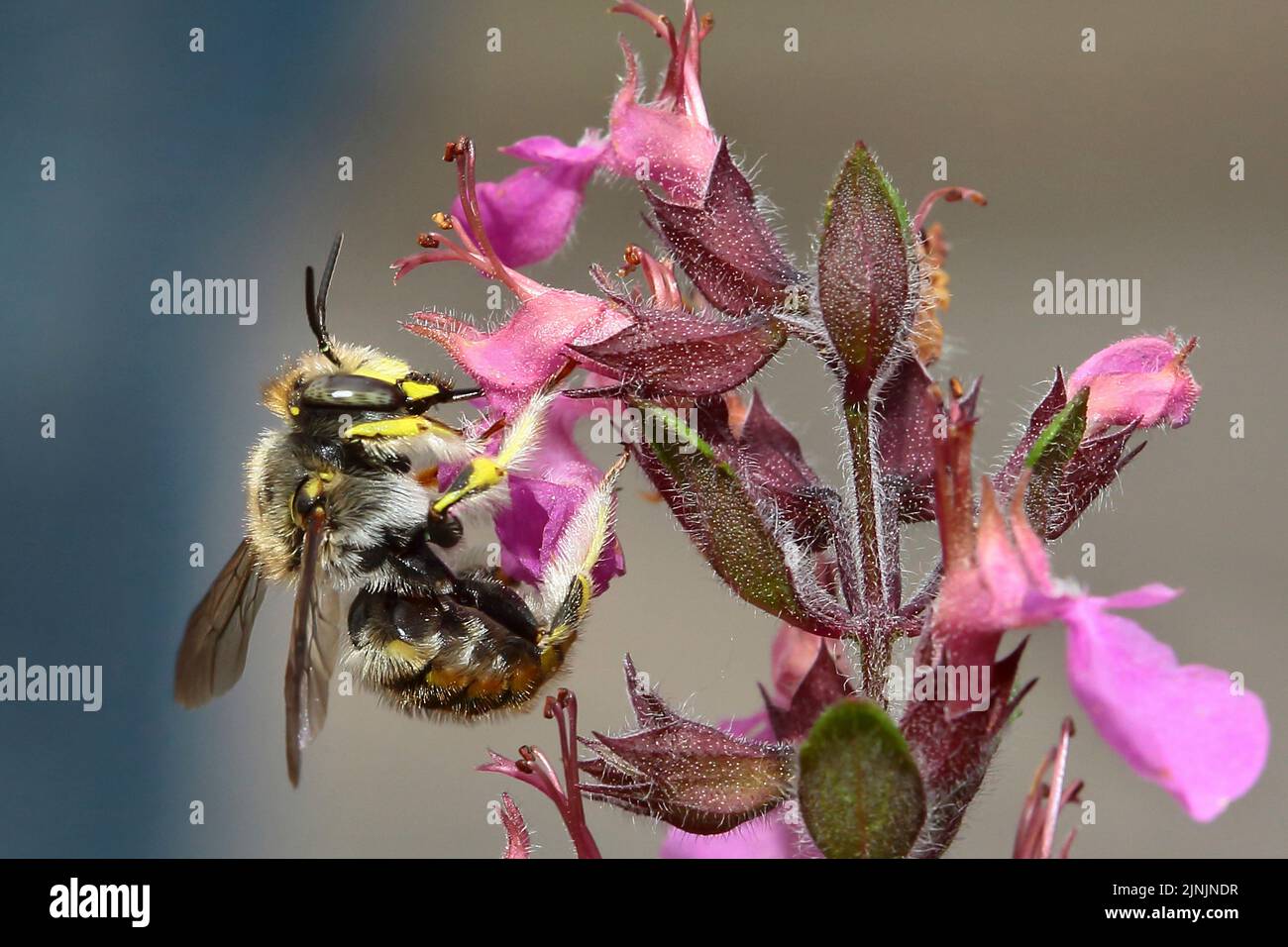 Ape europea di cardi lana, ape di cardi lana, ape continentale di cardi lana (Anthidium manicatum, Anthidium maculatum), a fiore di salvia, Germania Foto Stock