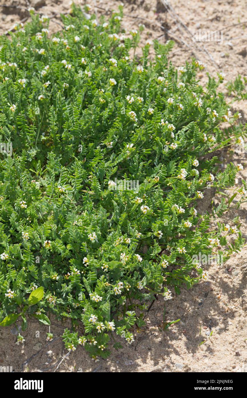 Piccolo uccello bianco-piede (Ornithopus perpusillus), fiorente, Germania Foto Stock