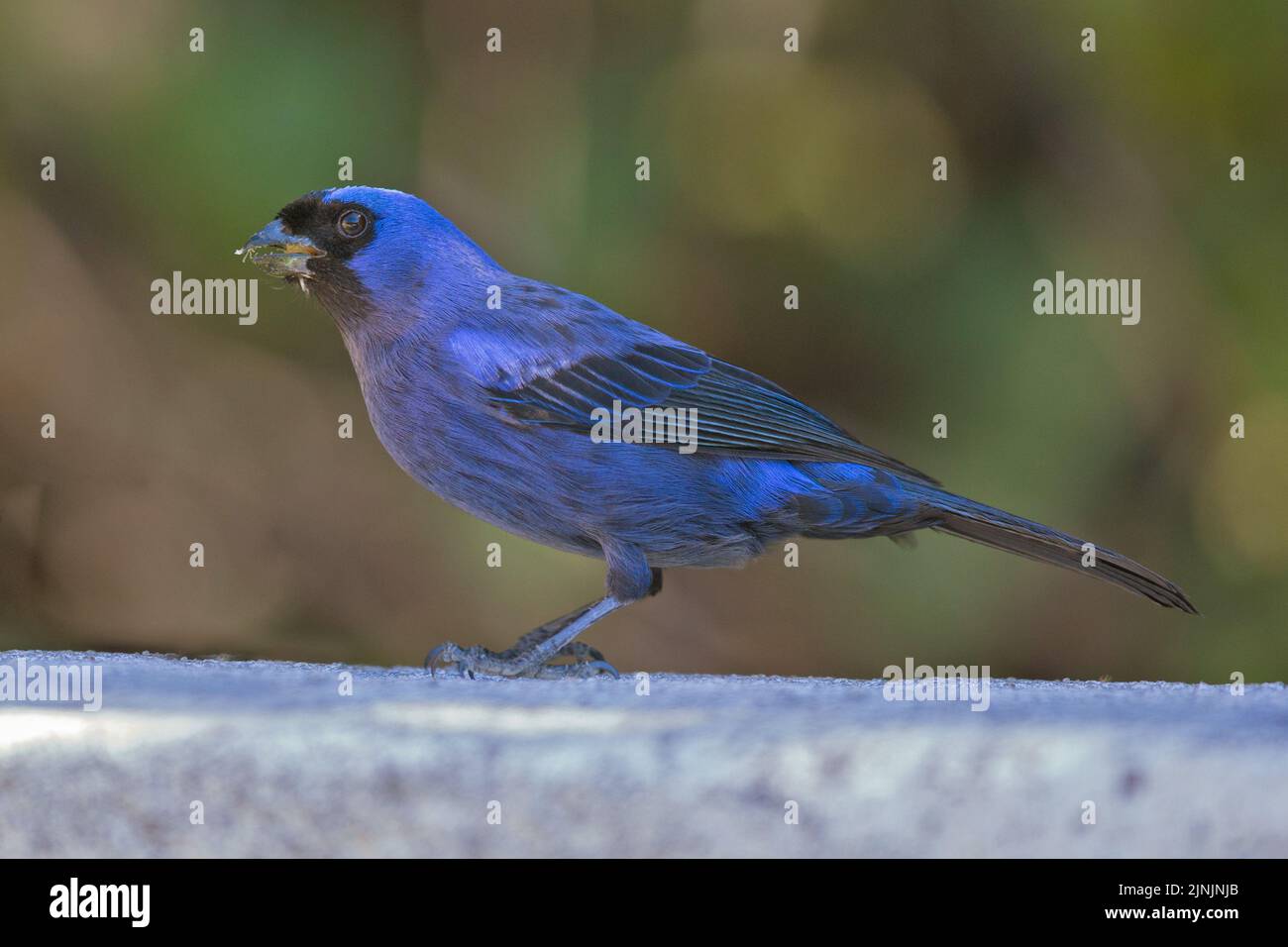 Tanager diademed (Stephanophorus diadematus), appollaiato su un muro, vista laterale, Brasile, Mata Atlantica, Parco Nazionale di Itatiaia Foto Stock