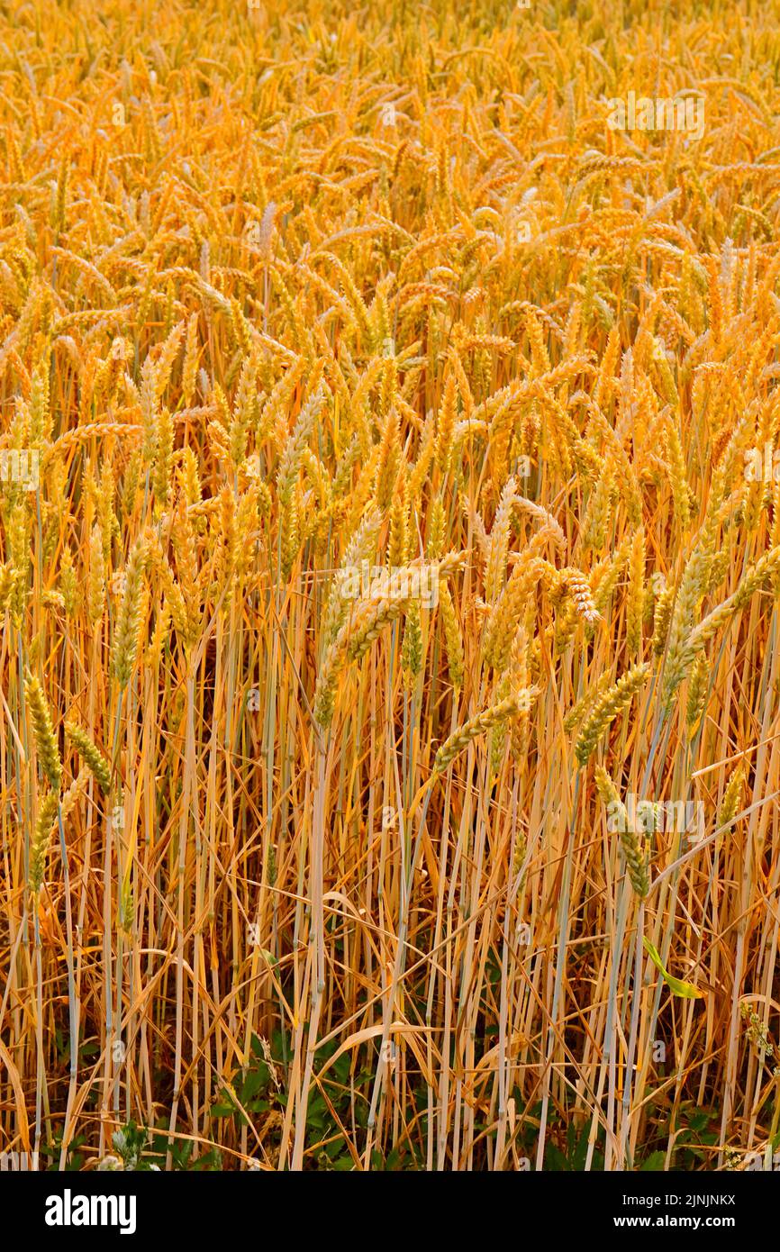 Grano da pane, grano coltivato (Triticum aestivum), campo con grano maturo, Germania Foto Stock