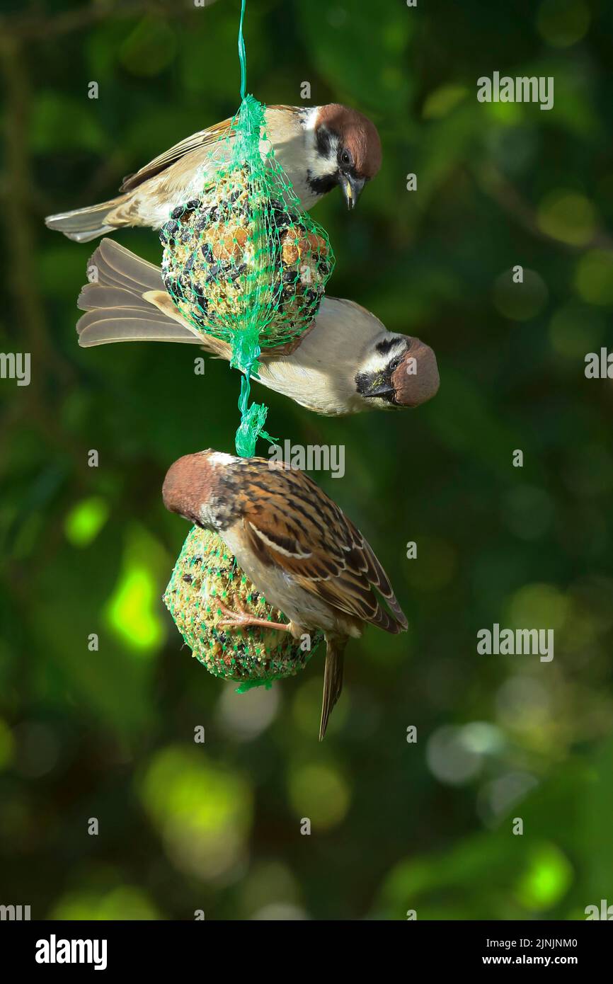 Passero di albero eurasiatico (Passer montanus), tre passeri di albero che si nutrono a due palle di grasso di uccello, Germania Foto Stock