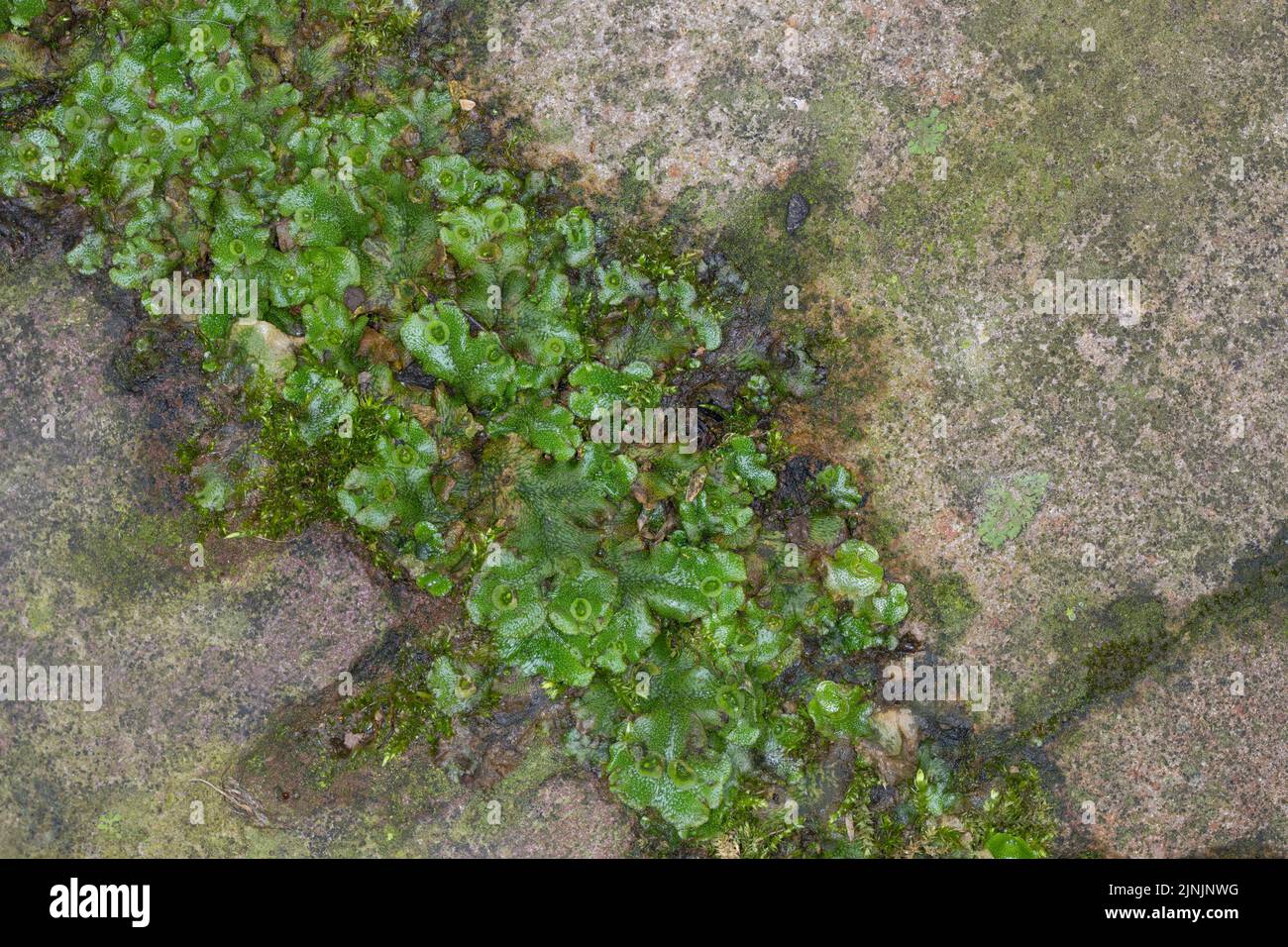 Verwort comune, verwort ombrello (Marchantia polymorfa), con tazze gemma in un vuoto di pavimentazione, Germania Foto Stock