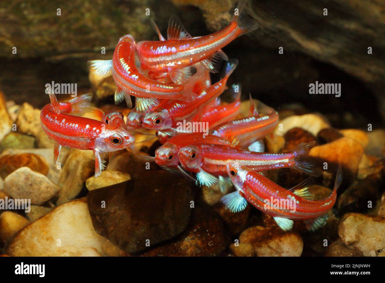 Rainbow shiner (Notropis chrosomus), scuola di deposizione delle uova di pesce Foto Stock