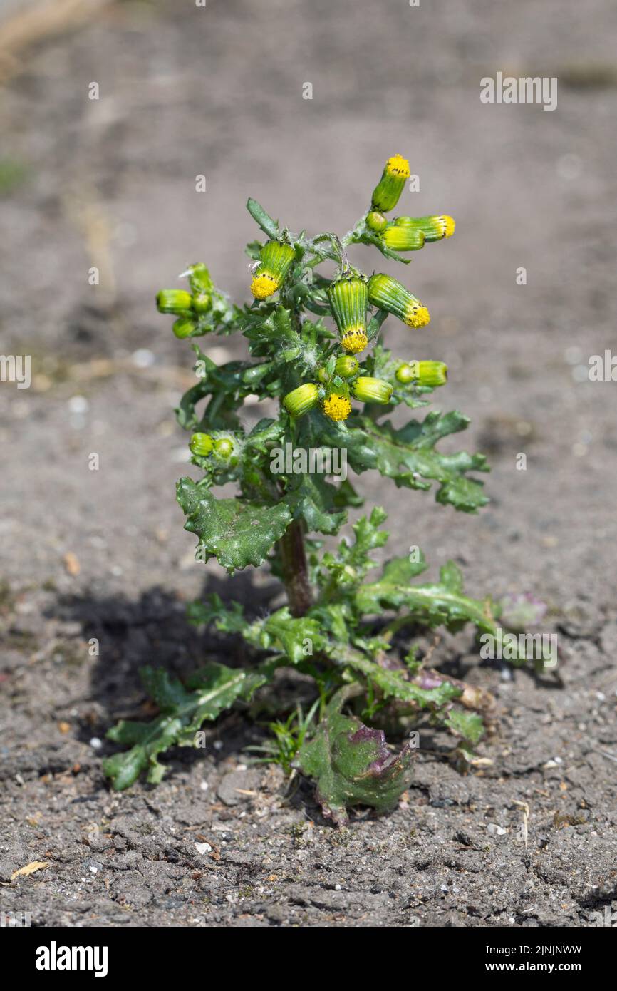 Common groundsel, old-man-in-the-molla (Senecio vulgaris), fioritura, Germania Foto Stock