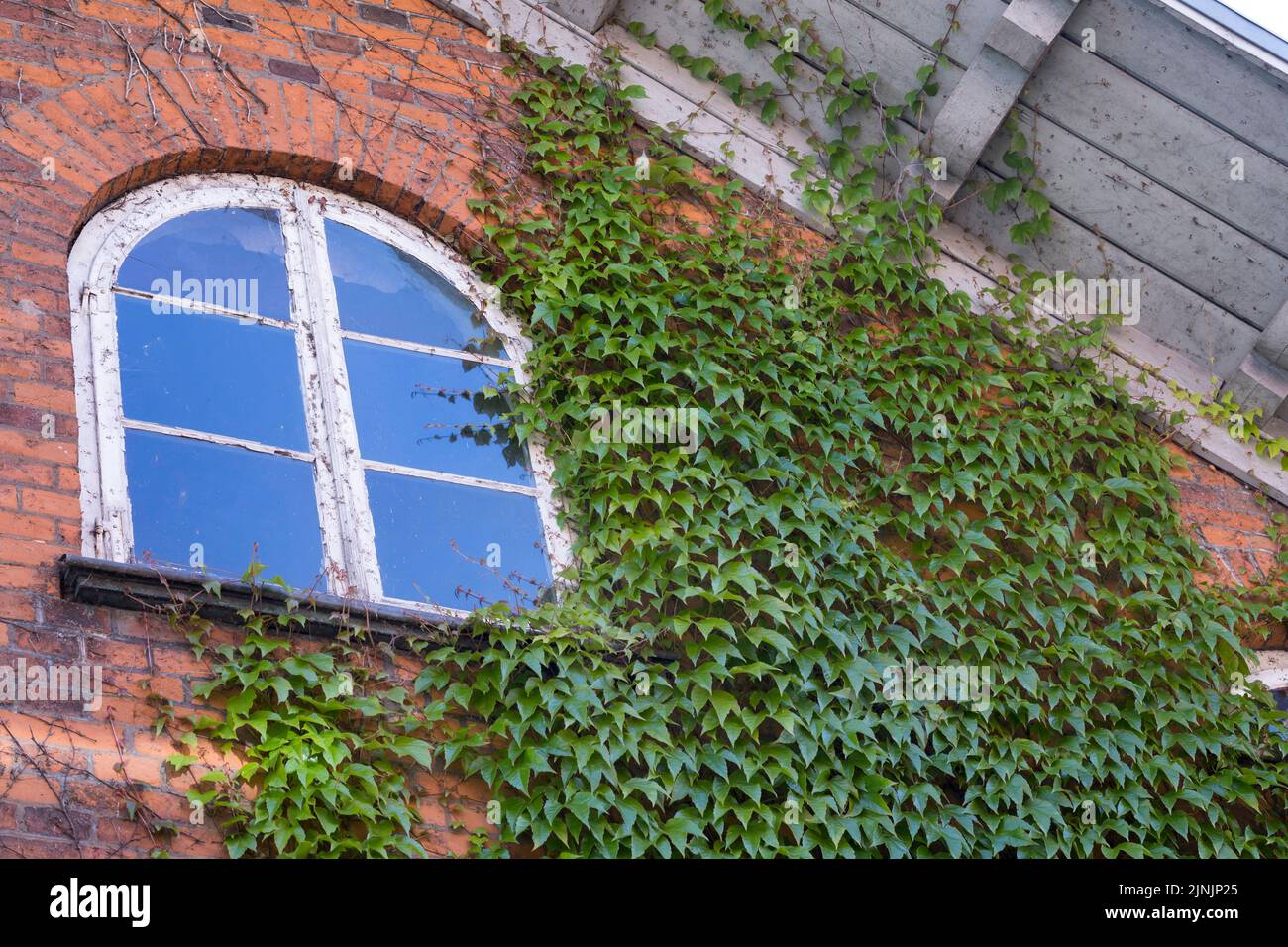 L'edera di Boston, superriduttore giapponese (Parthenocissus tricuspidata), sale su una facciata, Germania Foto Stock