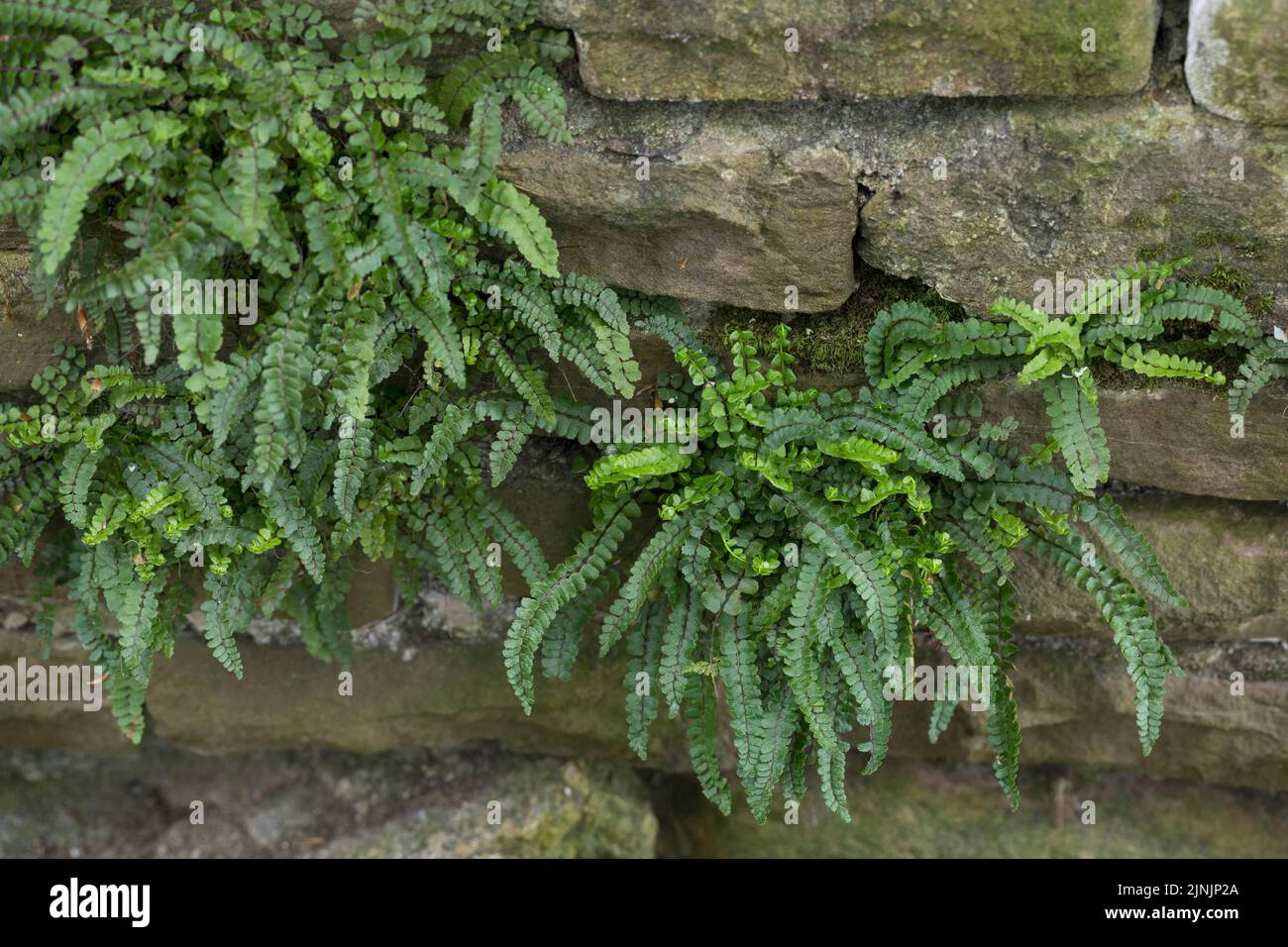 Maidenhair Spleenwort, Maidenhair comune (Asplenium trichomanes), su un vecchio muro di pietra a secco, Germania Foto Stock