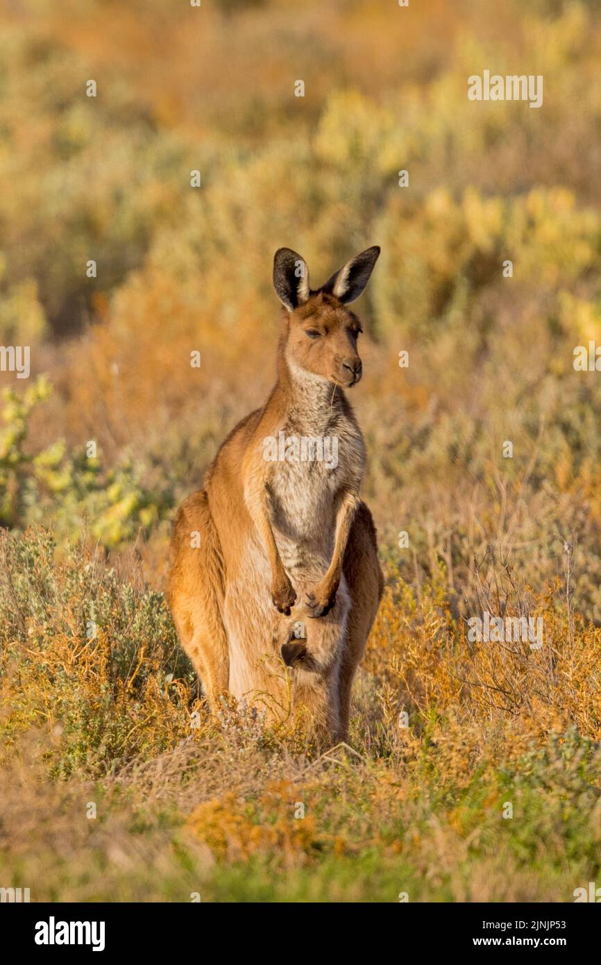 Canguro rosso, canguro pianure, volantino blu (Macropus rufus, Megaleia rufa), con joey in un sacchetto, vista frontale, Australia, Suedaustralien Foto Stock