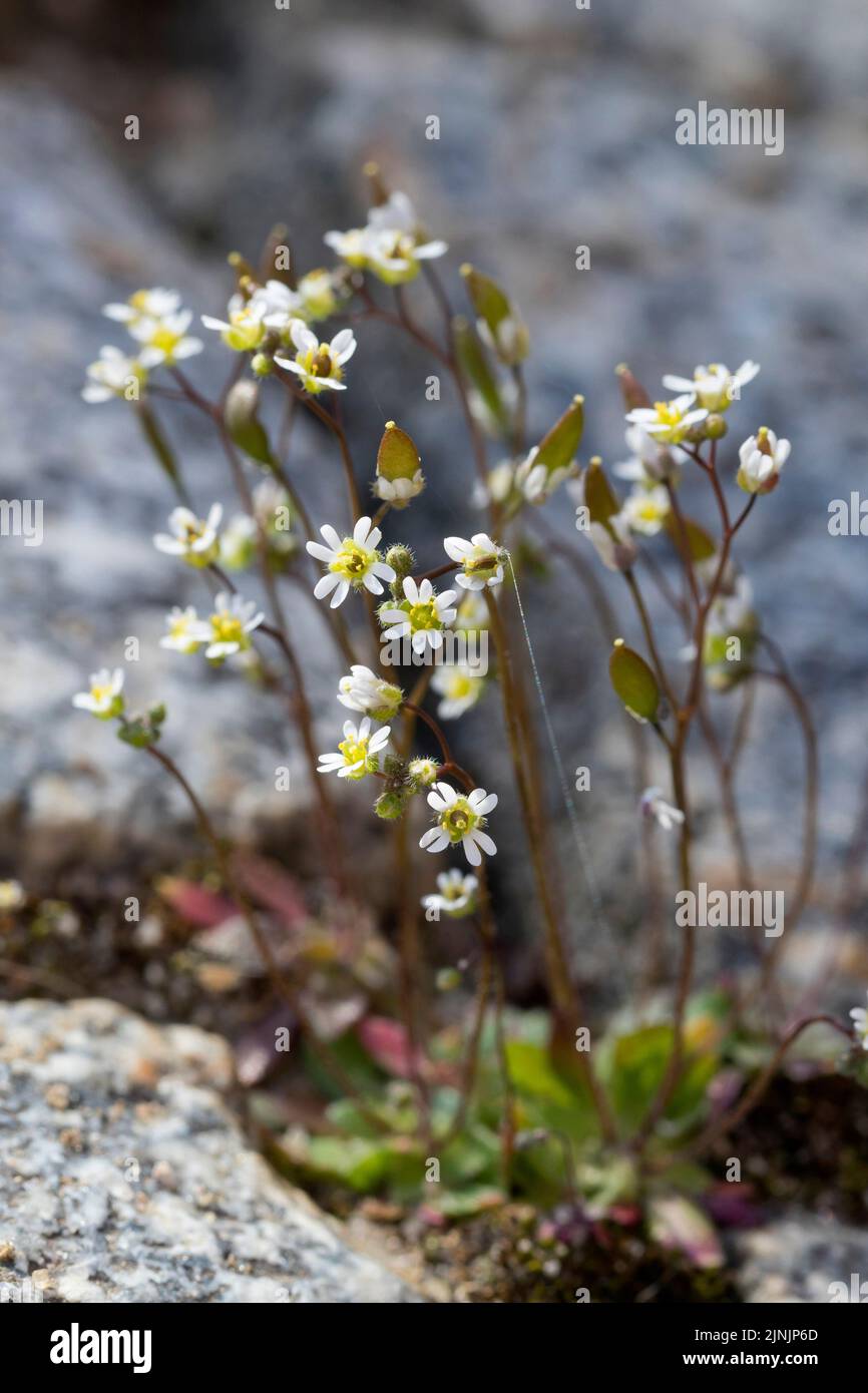 Daba primaverile, Shadflower, Nailwort, Vernal whitlow Grass, Early Witlow Grass, Erba bianca (Erophila verna, Draba verna), cresce negli spazi di pavimentazione, Foto Stock
