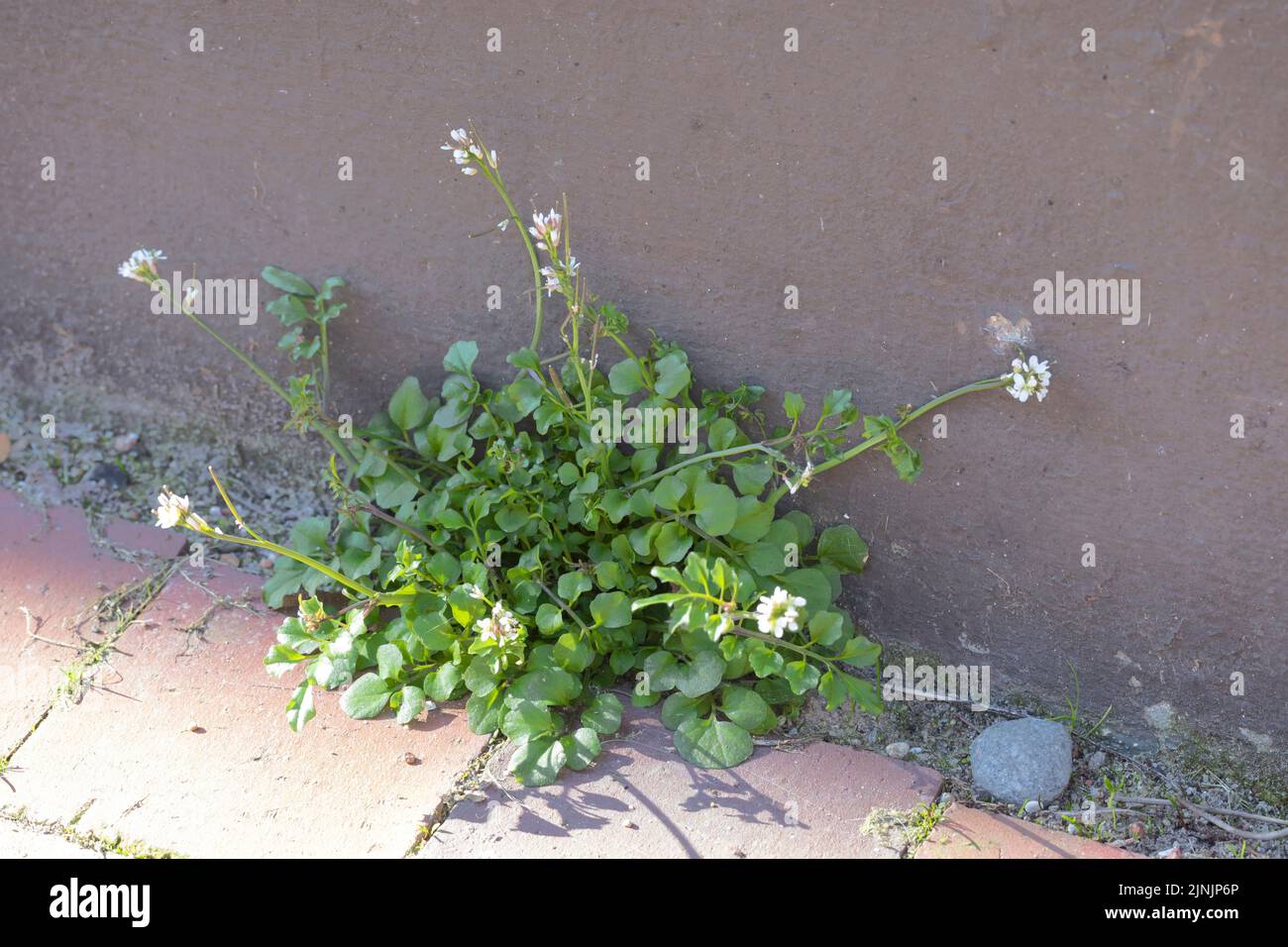 Carezza amara (Cardamine hirsuta), che cresce in un muro della città, in Germania Foto Stock Carezza amara (Cardamine hirsuta), che cresce in un muro della città, in Germania Foto Stock